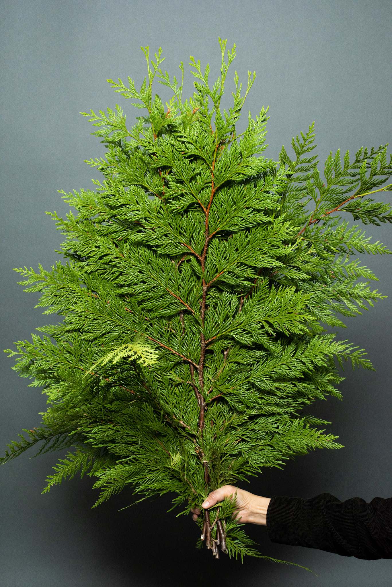 Cedar - Bunch - Brighten your space with our fresh Cedar Bunch. Perfect for decor, wreaths, or as a natural air freshener. Enjoy the lasting beauty and fragrance of premium cedar.