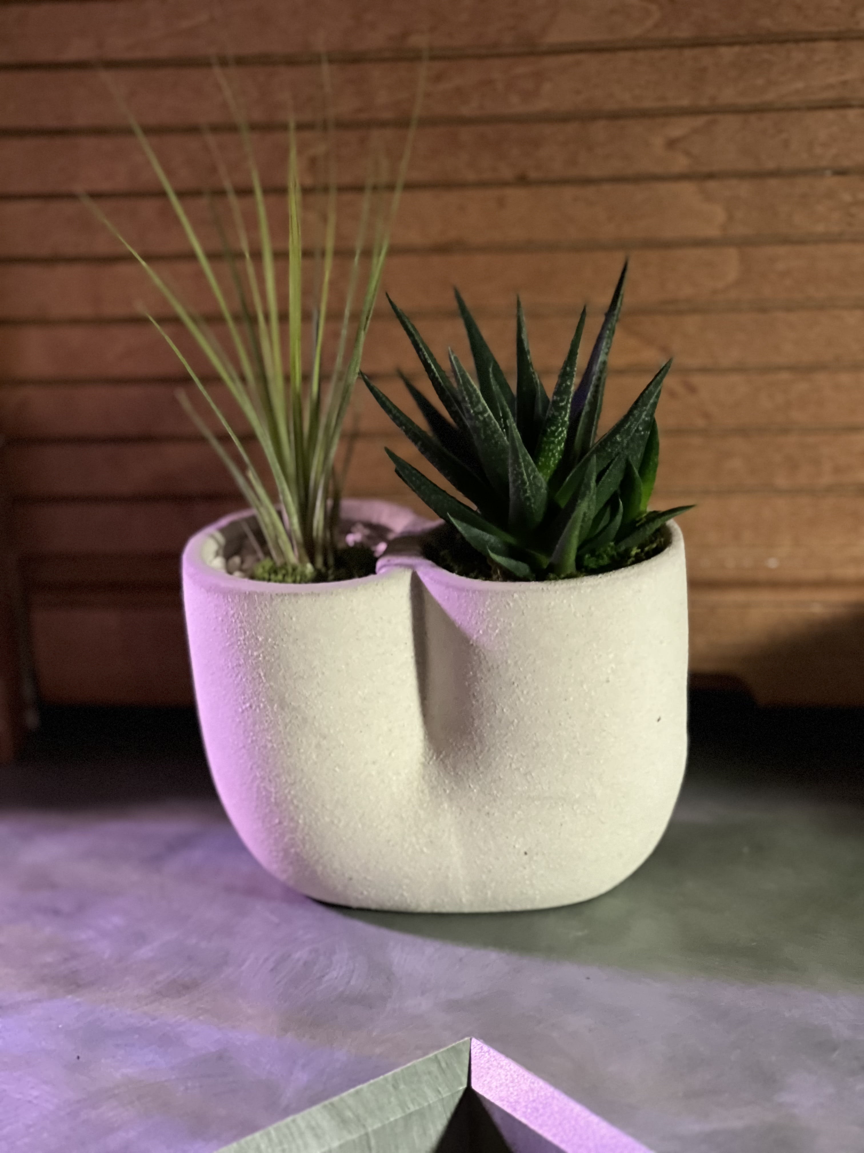 Happy Pair - Our harmonious Happy Pair is a lovely succulent together with a Tilandsia plant. These opposing halves complement each other to achieve a happy balance. Both can handle medium to bright light. Mist your air plant once weekly and add a small amount of water to your succulent, also weekly.