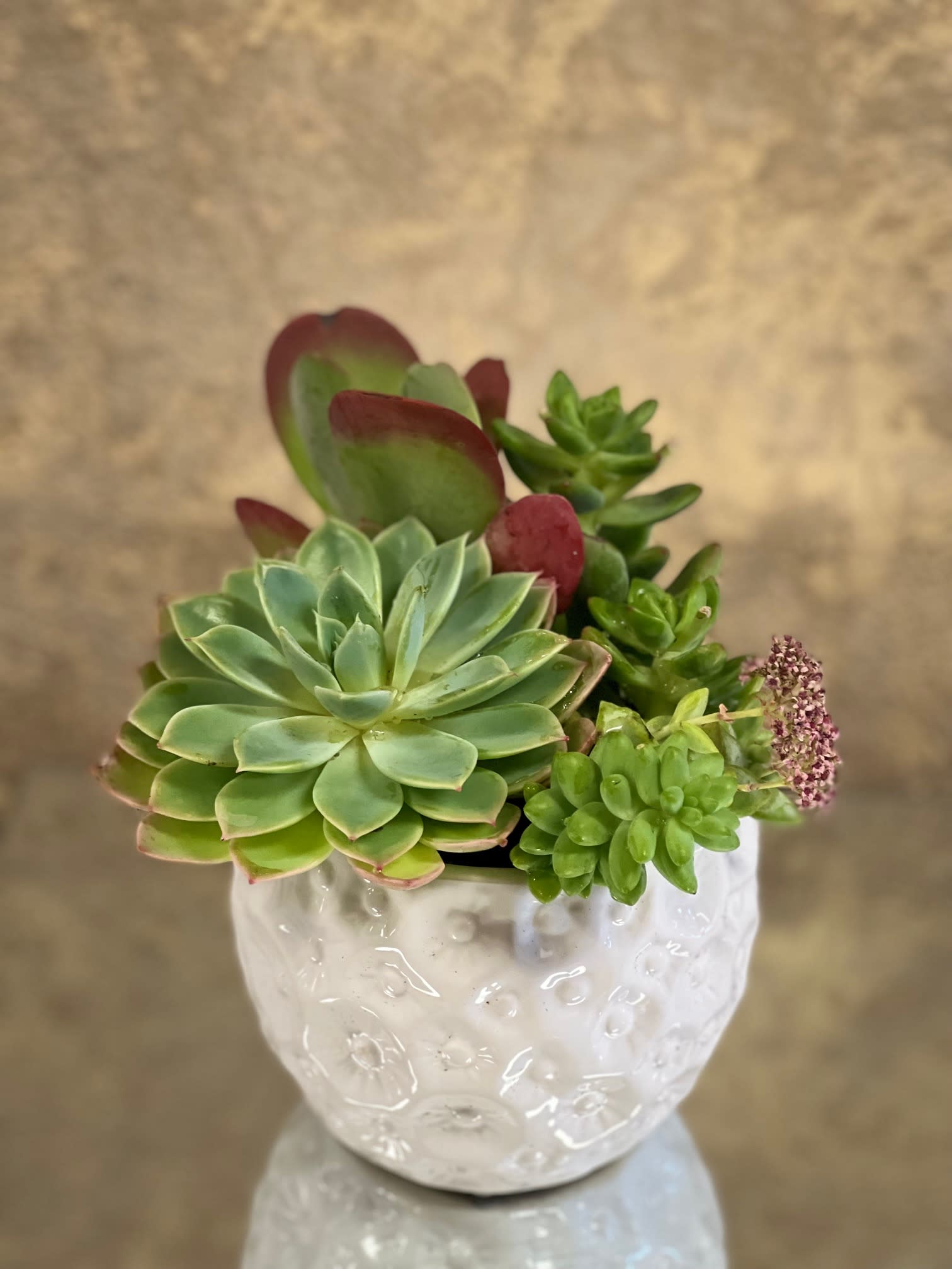 Desert Garden Succulent Dish - Desert Garden is a variety of different types of succulents in a white daisy pot. Perfect for any occasion!  