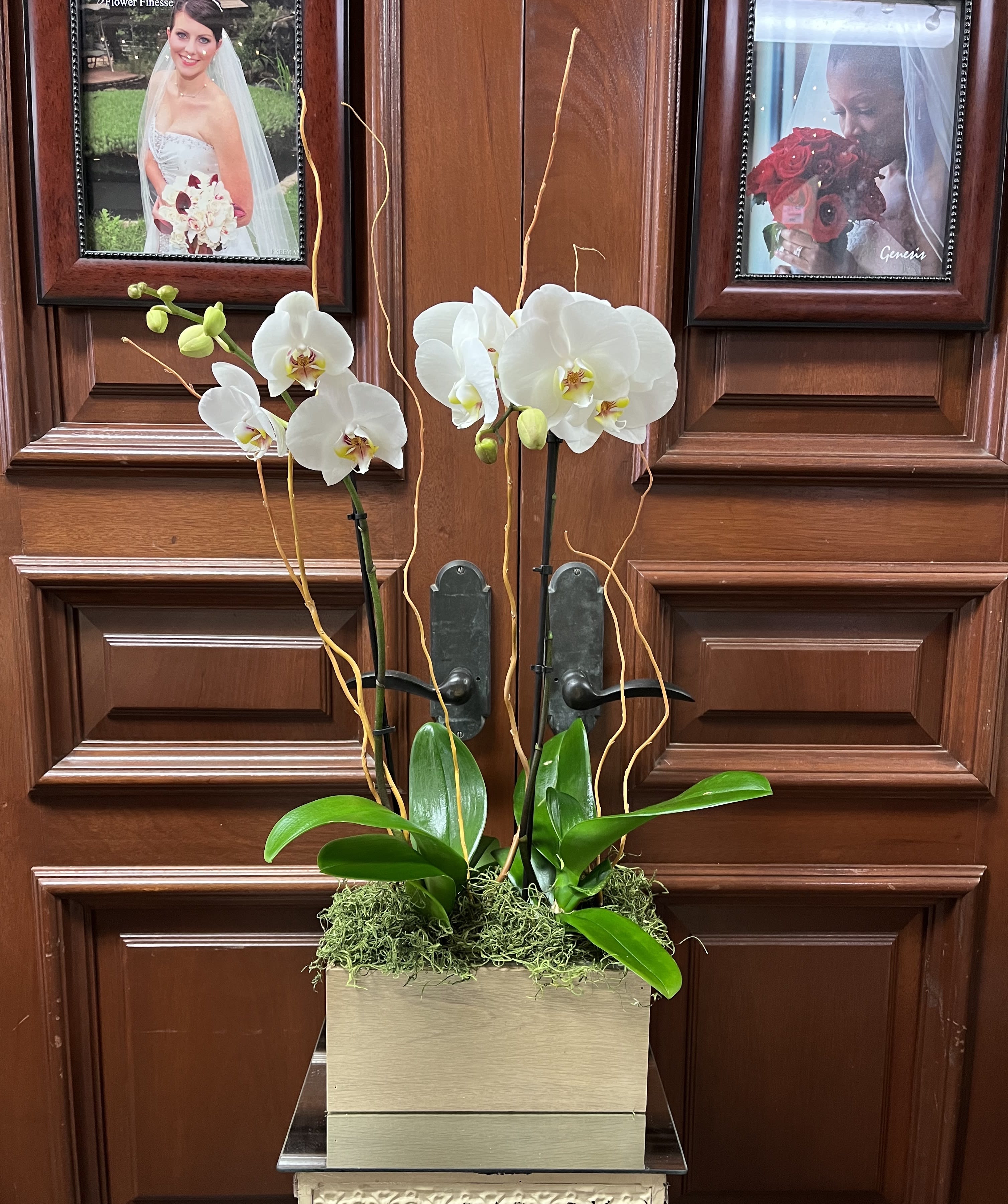 Double Stem Phalaenopsis Orchid in Wooden Box - This modern double phalaenopsis orchid arrangement, also known as the Moth Orchid, comes with branches and moss in a local, hand made wooden box. Other color orchids available upon request.