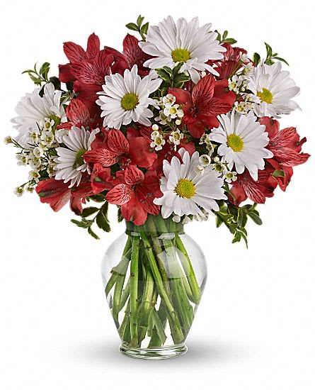 Dancing Daisies - Red and white