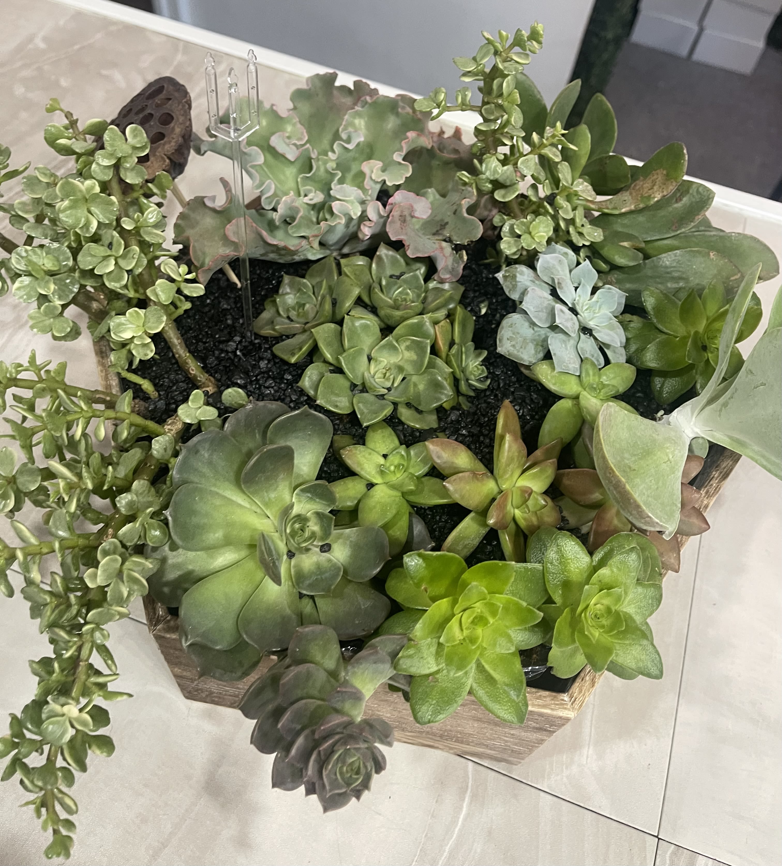 Wood Succulent Centerpiece - Add something fresh to your décor or send a thoughtful gift of beautiful succulents in a reclaimed large wooden planter. Nestled inside this stylish hexagon-shaped planter, you'll find a wonderful variety of succulents in different shapes, colors, and sizes-these may vary per order. This lovely gift is perfect for sprucing up any space.  