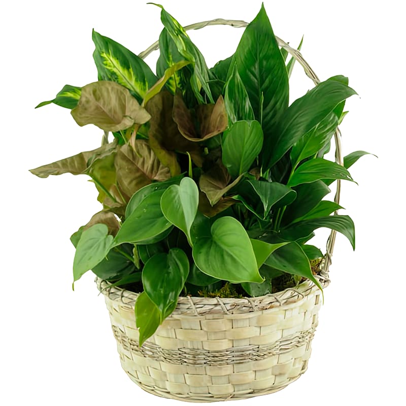 10" Dish Garden Basket - Natural, lush, and full of life, this beautiful 10" dish garden basket features a variety of healthy green plants thoughtfully arranged in a woven basket container. The mix of rich foliage and natural textures creates a calming, welcoming presence that complements any space.  Ideal for sympathy, get well wishes, housewarming gifts, or everyday enjoyment, this indoor plant arrangement offers long-lasting beauty with minimal care. Whether placed in a home or office, this 10" dish garden basket provides comfort, warmth, and a lasting reminder of thoughtfulness and care.