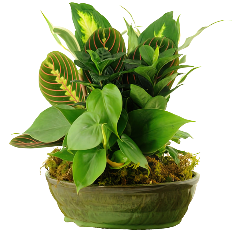 7" Dish Garden - Fresh, compact, and full of life, this 7" dish garden features a carefully selected mix of green plants arranged in a low ceramic container. With its layered foliage and natural textures, this smaller garden brings a calming touch of greenery to desks, countertops, and cozy spaces.  Perfect for thank-you gifts, get-well wishes, sympathy gestures, or everyday enjoyment, this dish garden offers lasting beauty with easy care. Its modest size makes it a thoughtful and versatile choice for any occasion.