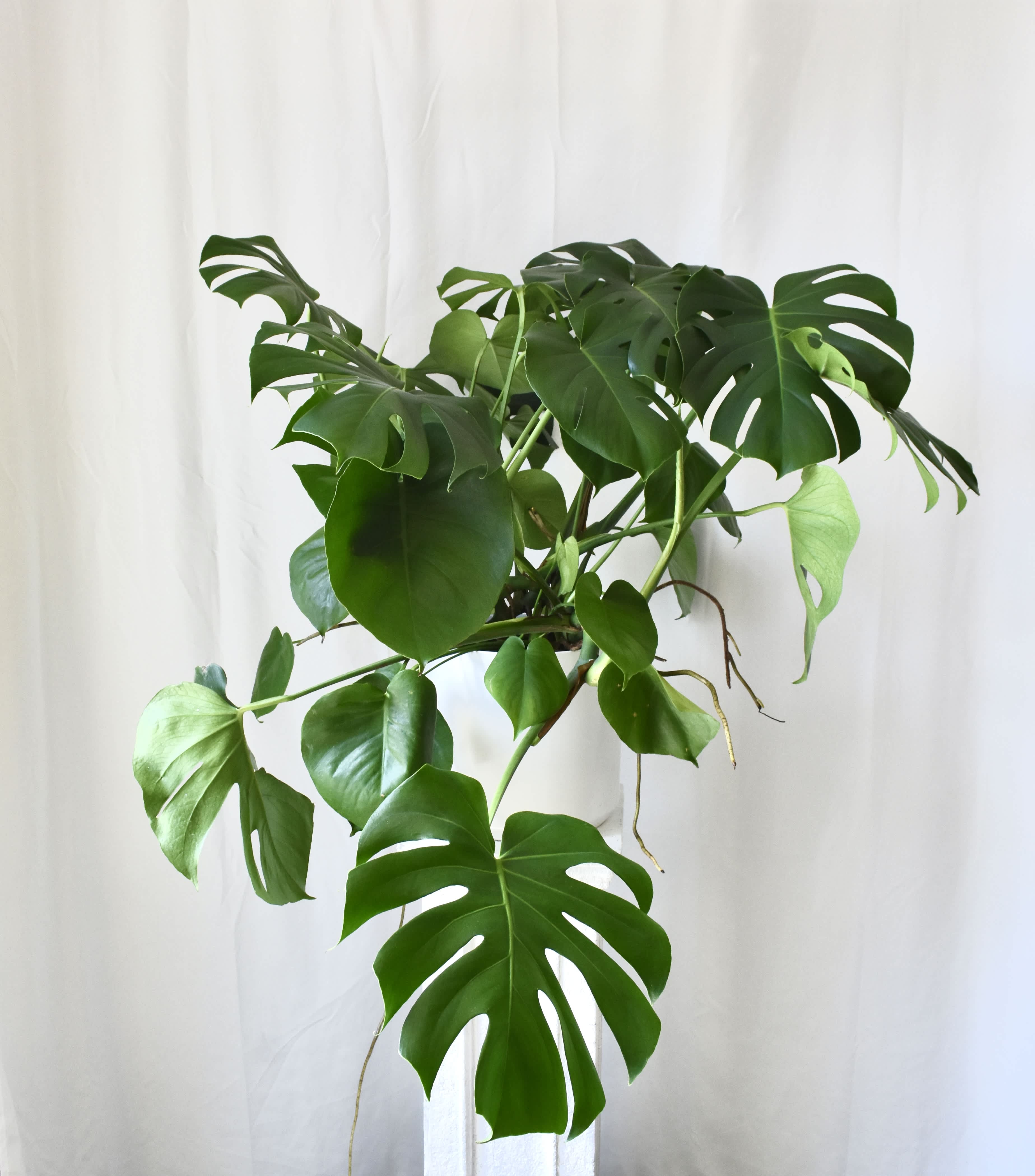 Modern Monstera - This monstera deliciosa is a big healthy plant, ready for its new home! It is potted in a modern white ceramic container. Monsteras are a great addition to the home and enhance any room they are in. *Please call for availability*