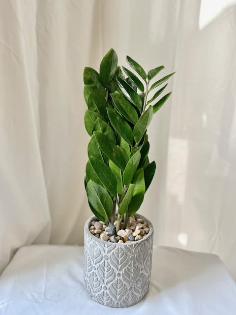 ZZ Plant - Limited availability!  This Zanzibar Gem "ZZ Plant" is placed ina gorgeous stone container.  It's a great medium to low light plant, it is hardy, drought-tolerant and that only needs water every few weeks. It has airpurifying qualities to remove common indoor toxins. (We reccomend to keep all plants out of pets reach to insure safety!)