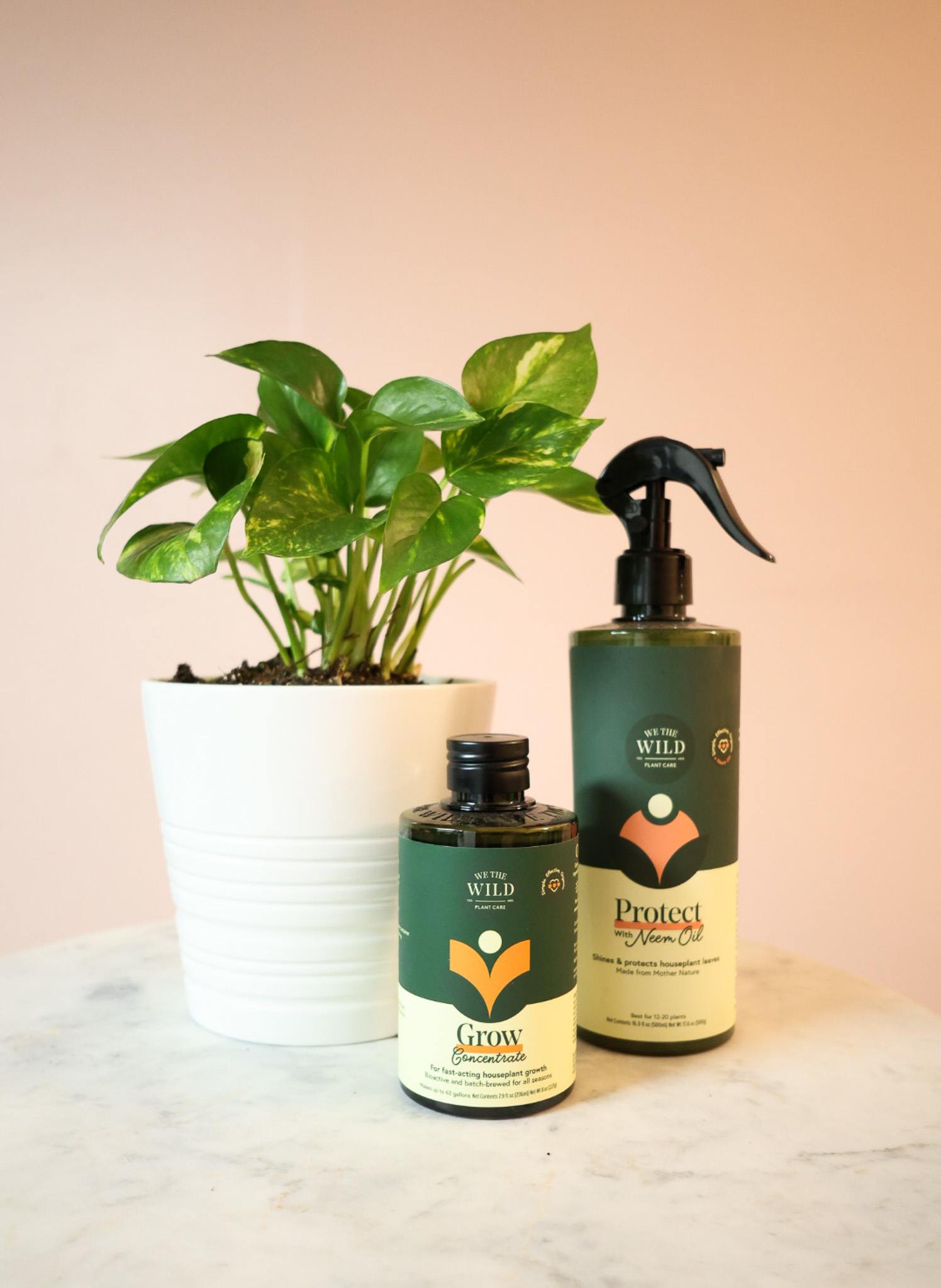 Pothos + Care Kit - You'll receive a beautiful pathos plant in a 5" planter along with a set of We The Wild essential items for houseplants, grow concentrate and leaf protect.