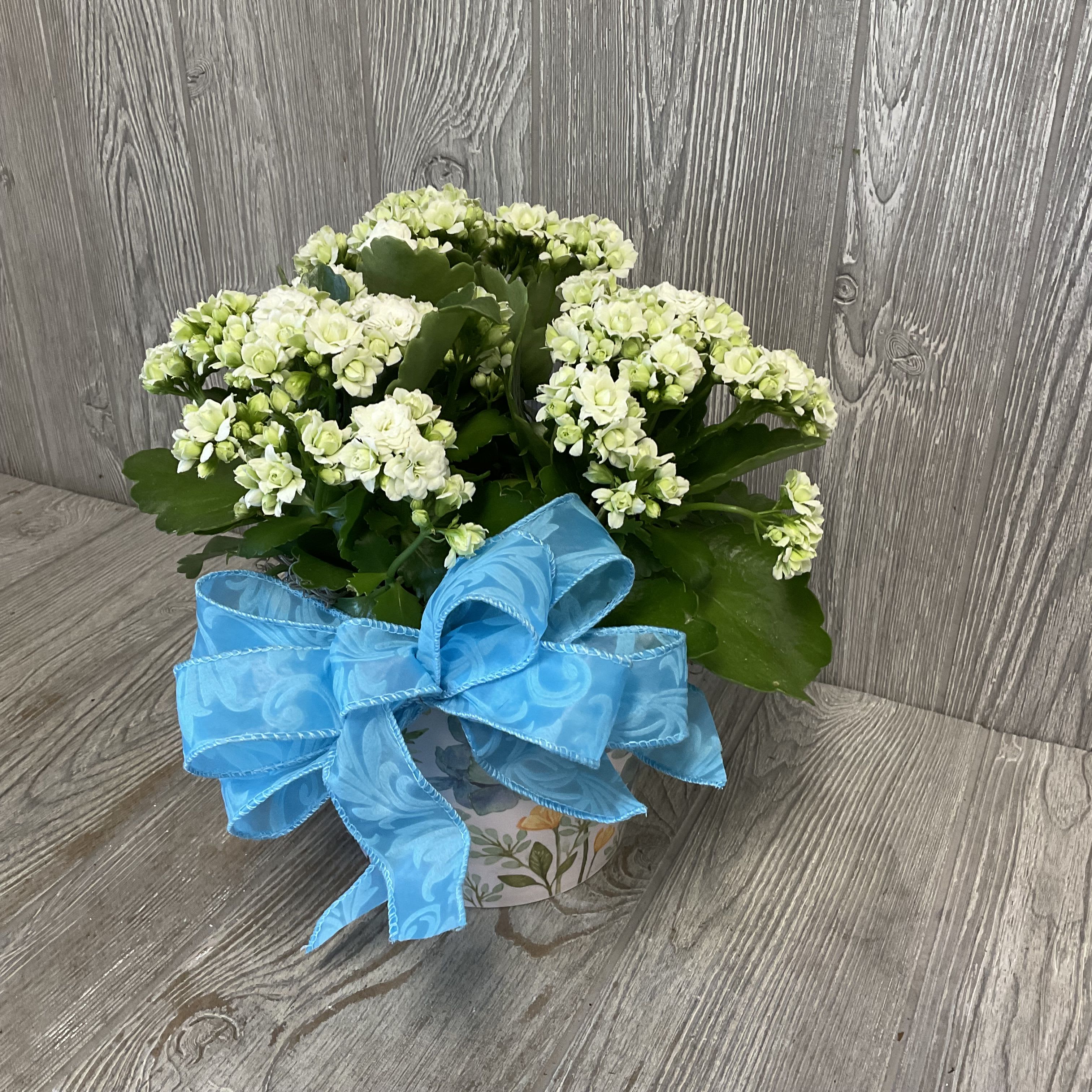 Kalanchoe Plant - Blooming Kalanchoe plant, available in white, in a keepsake container. 