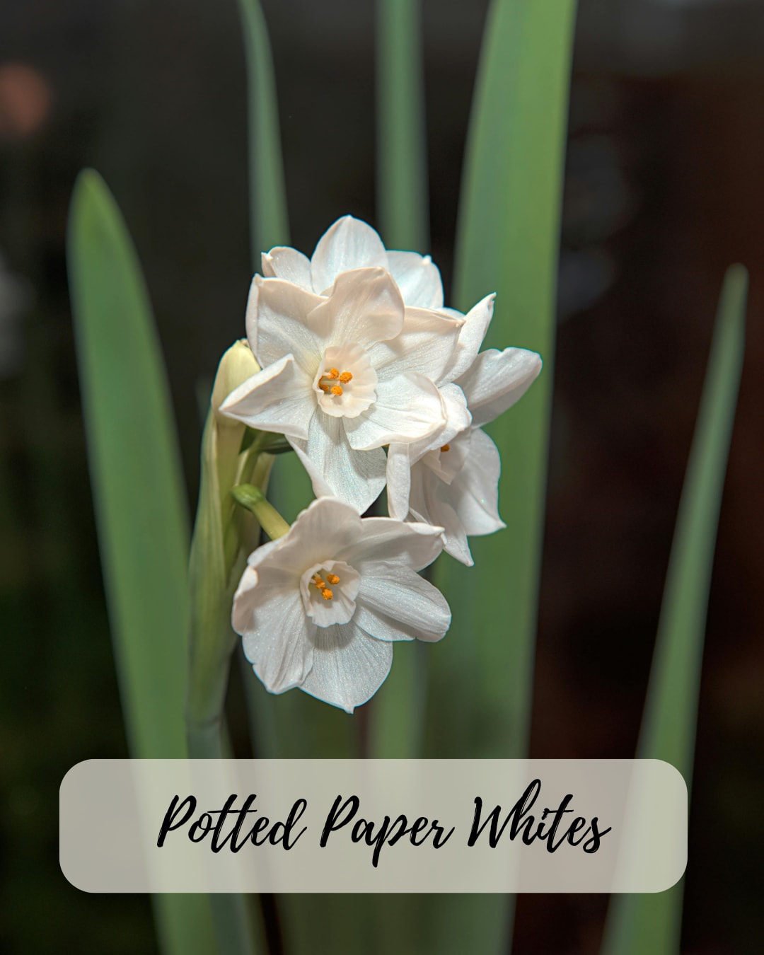 Potted Paperwhites 10 inch - Seasonal splendors are lovely potted paperwhite bulbs. These cuties bloom quick! They start as green shoots and blossom into cutie white star shaped flowers. Bulbs are arranged in a terracotta pot with moss. 10 inch pots have 5-7 Blooming bulbs. 
