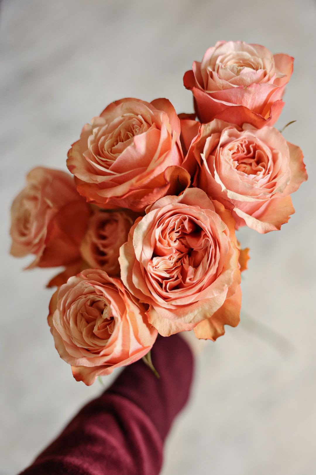 Kahala Garden Roses - A vivibrant coral/peach garden rose, dense, many petaled beautiful shape. Long vase life. Not fragrant. 