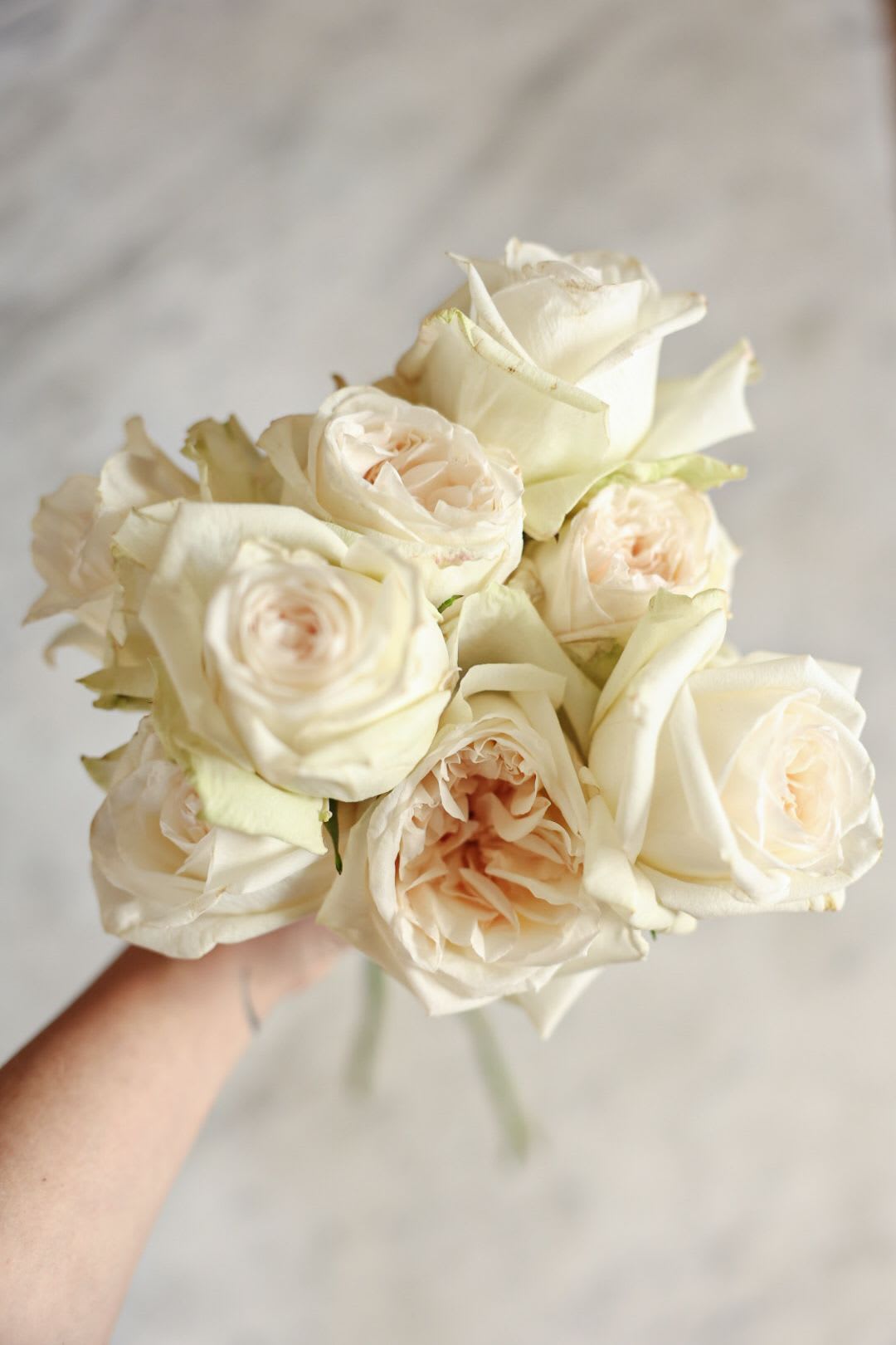 White O'Hara Garden Roses - An absolute favorite, this fluffy, luxurious rose is highly fragrant and so lovely. Available in groups of 6, 12 or 24. 