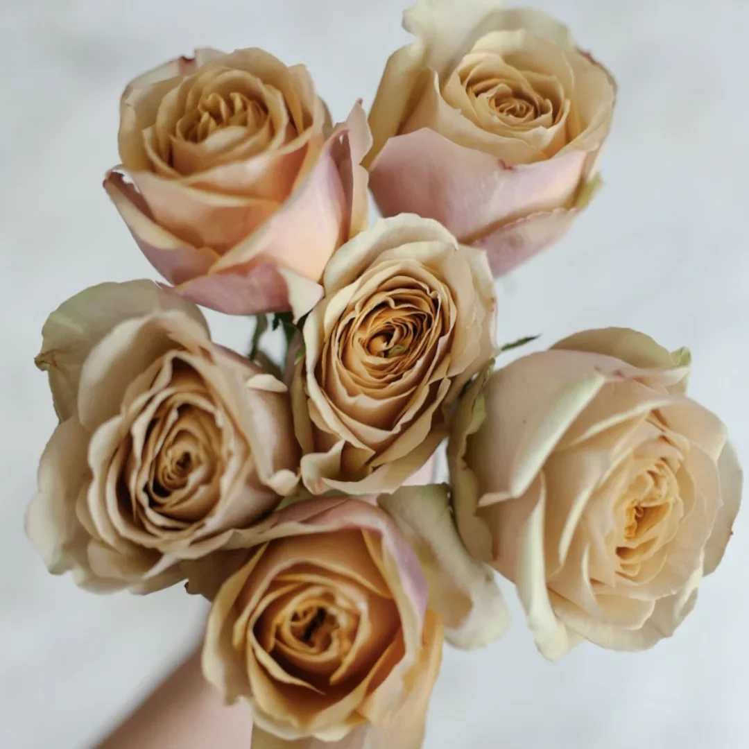 Golden Mustard Garden Roses - A luxurious garden rose, Golden Mustard roses are the perfect fit for the neutral color palette.  Chose from a half dozen or dozen roses. Please note this is a special order rose and not available for same day orders. 
