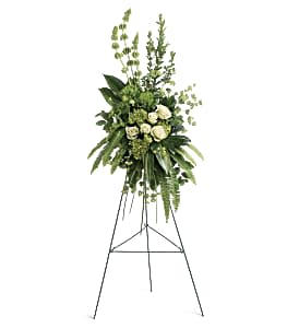 Forever At Peace Spray - A peaceful display of affection and sympathy, this monochromatic spray of gorgeous fresh greens and pure white roses is a vision of tranquility. This tranquil spray of miniature green hydrangea, green roses, green trick dianthus, and bells of Ireland is accented with bupleurum, myrtle, sword fern, variegated aspidistra leaves, aralia leaf, bear grass, and lemon leaf. Delivered with a wire easel. Approximately 24 1/2" W x 47" H
