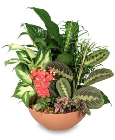 Dish Garden - Plastic Terra Cotta Container Dish Garden Of Assorted Green Plants Red Kalanchoe