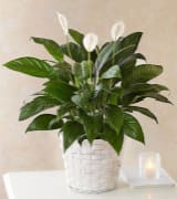 Peace Lily - The classic spathiphyllum plant with its snowy white flowers is a gift that brings lasting serenity to any room. It will be deeply appreciated. The beautiful spathiphyllum plant will be delivered in a basket. The white blooms of the peace lily generally appear in the spring as more of a modified leaf, a “bract,” than a multi-petaled flower.