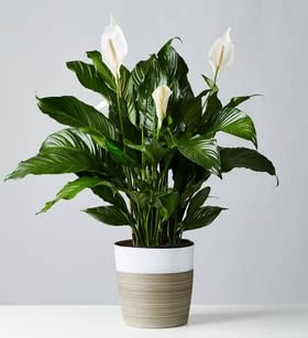 Large  Peace Lily Plant  - Beautiful, elegant and tall peace lily plant.  8"-10"