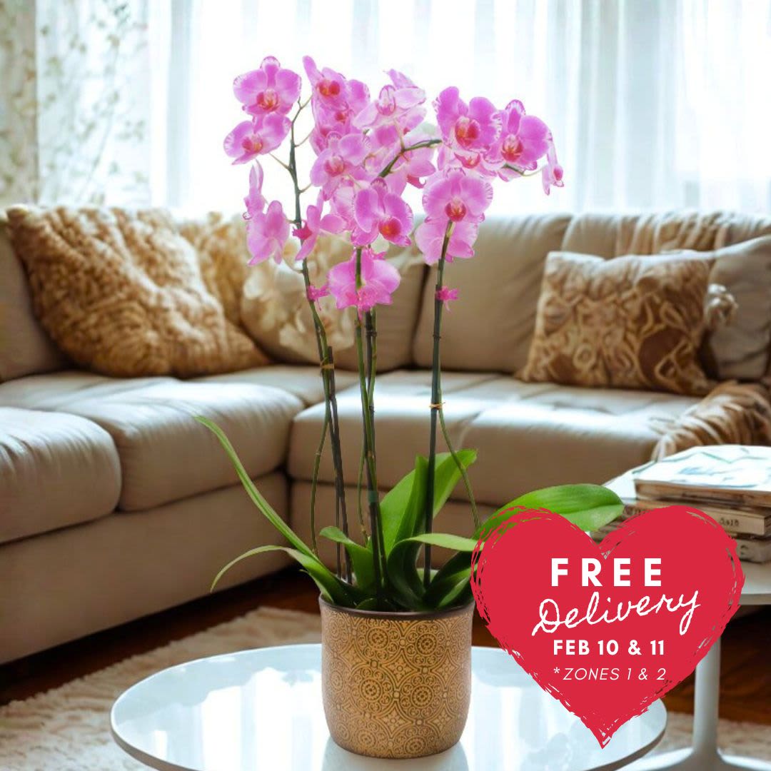 Premium Local Phalaenopsis Garden (4 Stems) Locally Grown - From the Waianae Coast of Oahu, this stunning 4-stem pot will light up any house or office! Standing over 2 feet tall and set in a decorative and beautiful vase, this arrangement is just amazing. Please note that the vase/pot and colors will vary, ensuring each piece is unique and captivating.  Key Features:  Waianae Coast Origin: Sourced from the picturesque Waianae Coast of Oahu, known for its lush and vibrant plant life.  Impressive Height: Stands over 2 feet tall, making it a striking addition to any space, whether it's a home or office.  Decorative Vase: Set in a beautiful and decorative vase, enhancing the overall aesthetic and adding a touch of elegance.  Unique and Varied: Vase/pot and colors will vary, ensuring each arrangement is unique and tailored to delight with its individuality.  Versatile Placement: Perfect for brightening up any house, office, or large indoor space with its stunning presence.  Illuminate your space with the beauty of our 4-Stem Pot from Waianae Coast, and enjoy the unique charm and elegance it brings to any setting.       