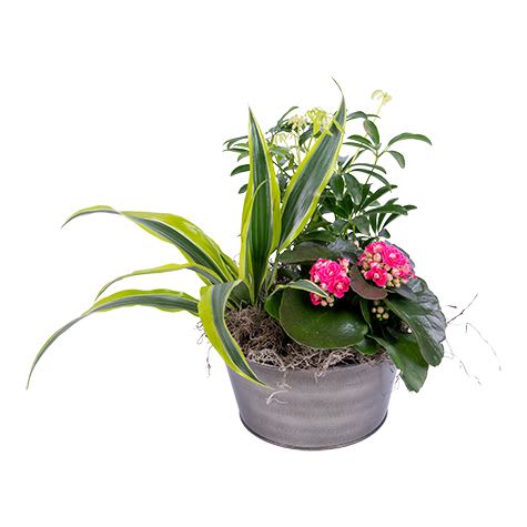 Blooming Plant Dish Garden - A beatiful display of green and blooming plants to brighten anyone's day!