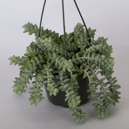 Burro Tail Hanging Basket - A unique green plant, burro tail!