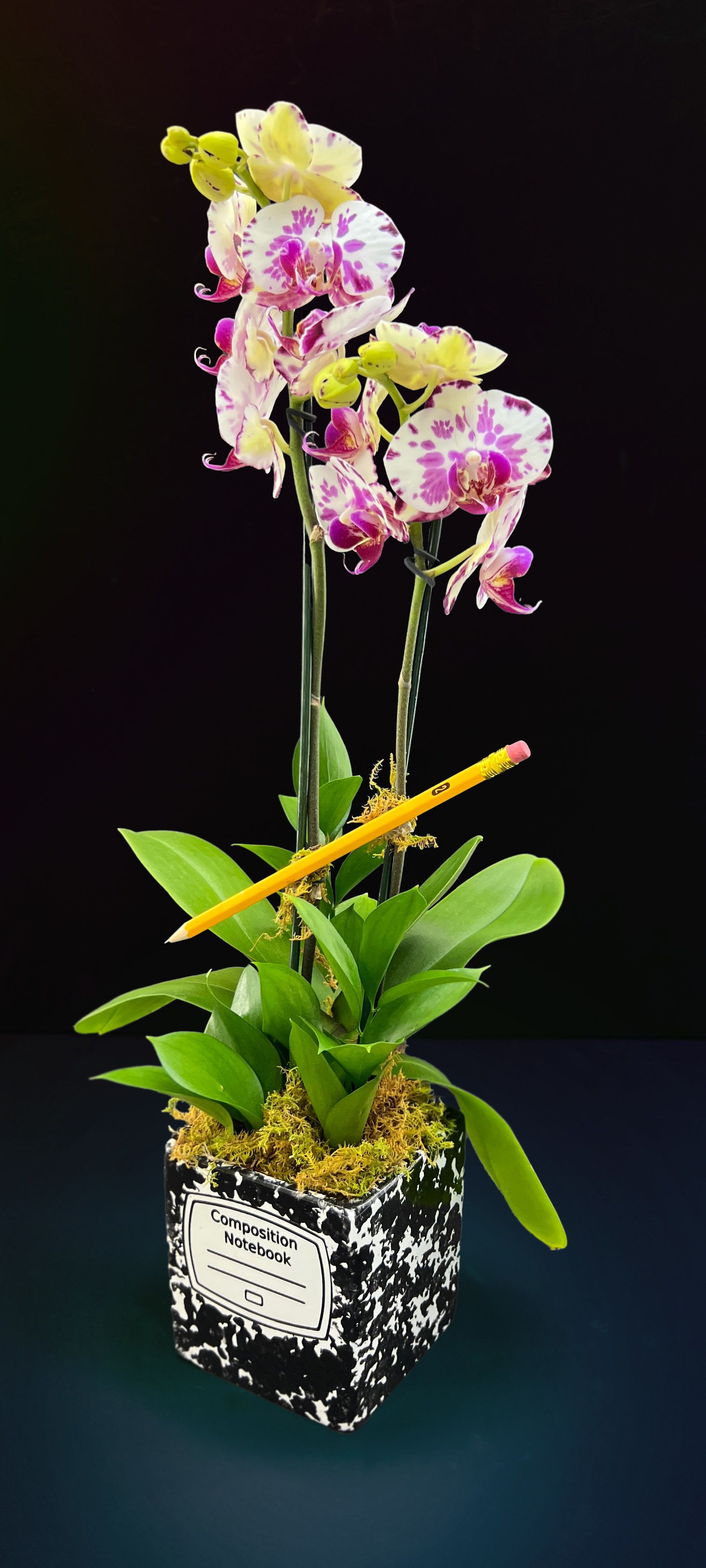 SOLD OUT | Back To School | No.2 Mini Orchid  - Mini orchid adorned with a classic number 2 pencil.
