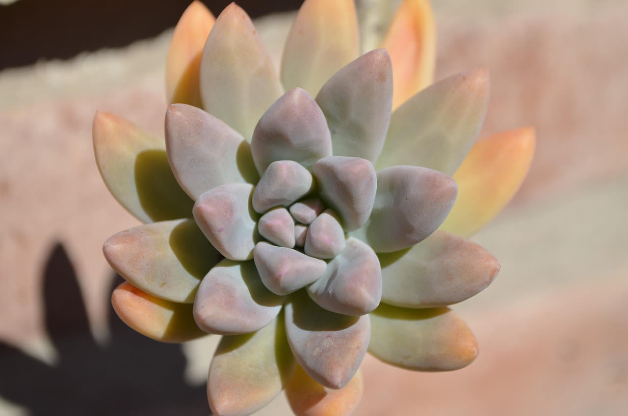Succulent Plant Arrangement - A beautiful display of succulents presented in a ceramic pot. Petals &amp; Blooms Flowers will design a custom succulent plant arrangement for your recipient that perfectly expresses your sentiment.  **Florist choices each plant and pot for this item, no requests accepted***
