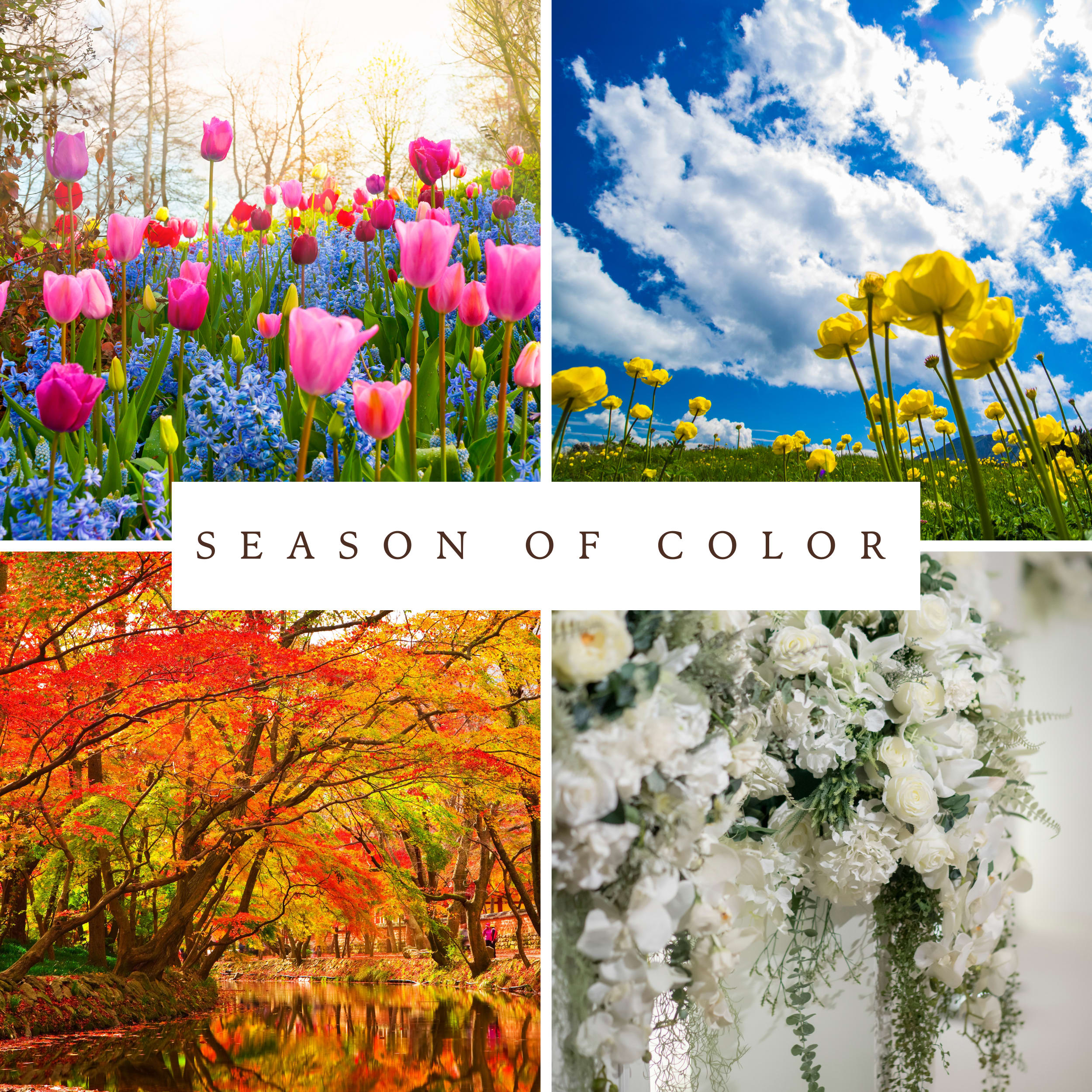 Season of Color Designer's Choice - A unique selection of colors chosen by designers to match the mood of the season. Each piece is thoughtfully picked for its fresh look and stylish feel.
