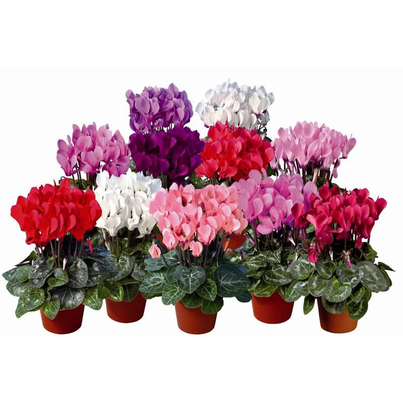 Cyclamen  - In a 6 Inch Pot in Various Colors. Call In Store for Color Options.
