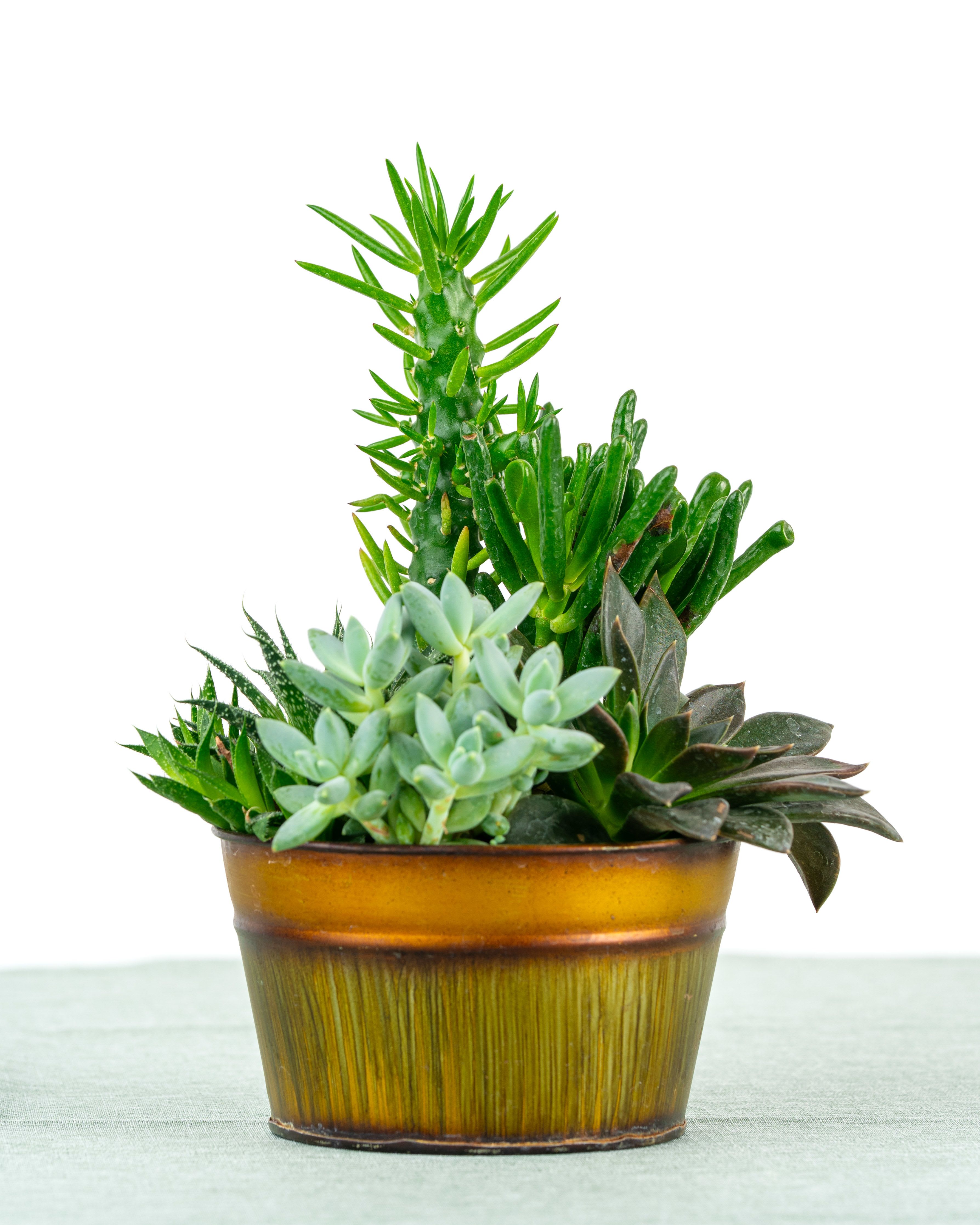 Succulent Dish Garden - A charming collection of assorted succulents artfully arranged in a decorative container. Easy to care for and perfect for desks, windowsills, or gifting. Succulent Dish Gardens are a low maintenance option that adds lasting beauty to any space. Containers are subject to change based on weekly supplier availability.