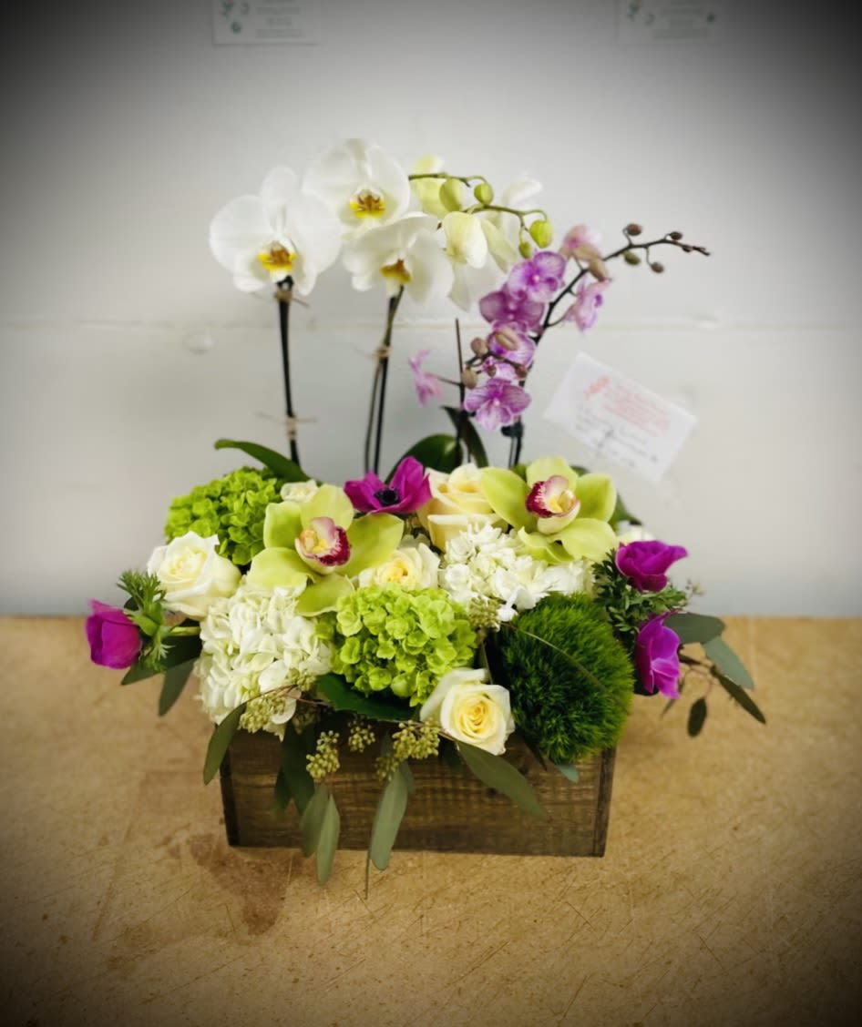   i love to have both options, live orchid plants and a flower arrangement - roses, orchid plants , hydrangea,and more 