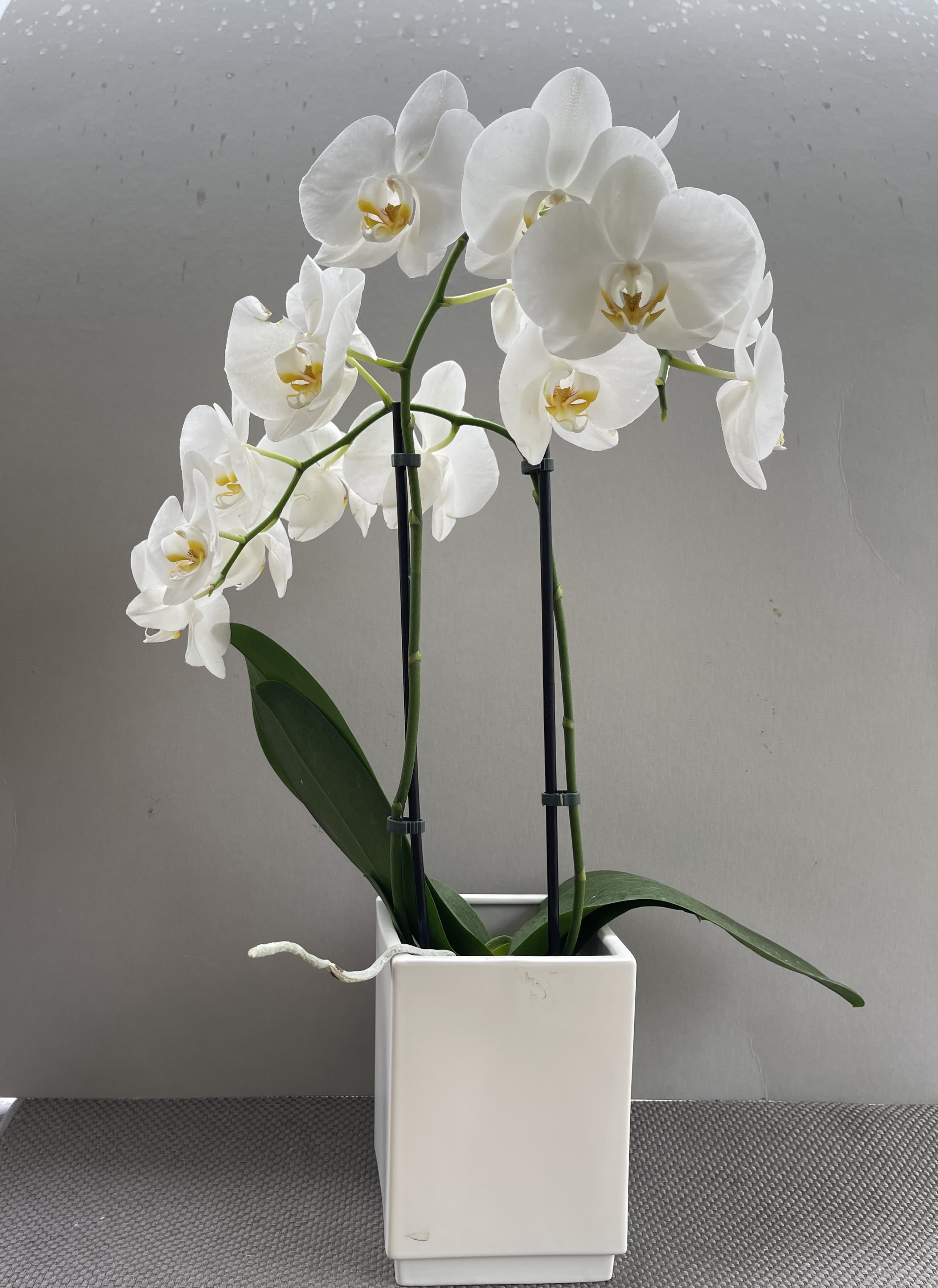 Pure Elegance Orchid Planter  - Two stems of Phalaenopsis orchids in a white or gold pot. A gift that is sure to impress in any situation.  APPROXIMATE DIMENSIONS: 12" W x 32" 