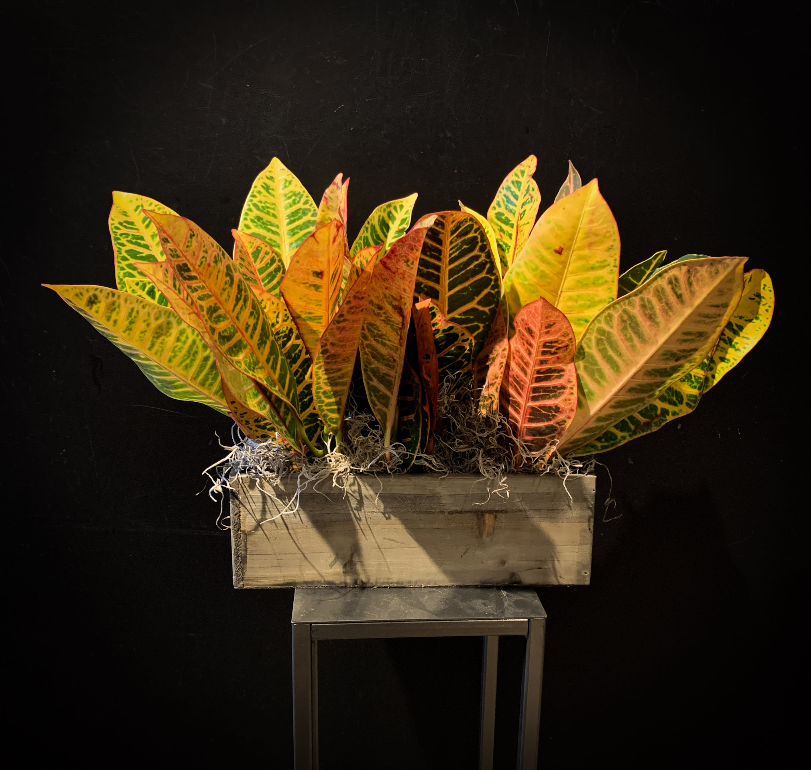 Autumn Leaves - When autumn leaves   "start to fall.."    Bold golden hues of Autumn are represented in this living plant gift of crotons in a narrow wood box.  They like a sunny location, to dry out between waterings and a descent amount of humidity.  The standard size has 3 4" plants and accented with moss.  Approx 14x14x6
