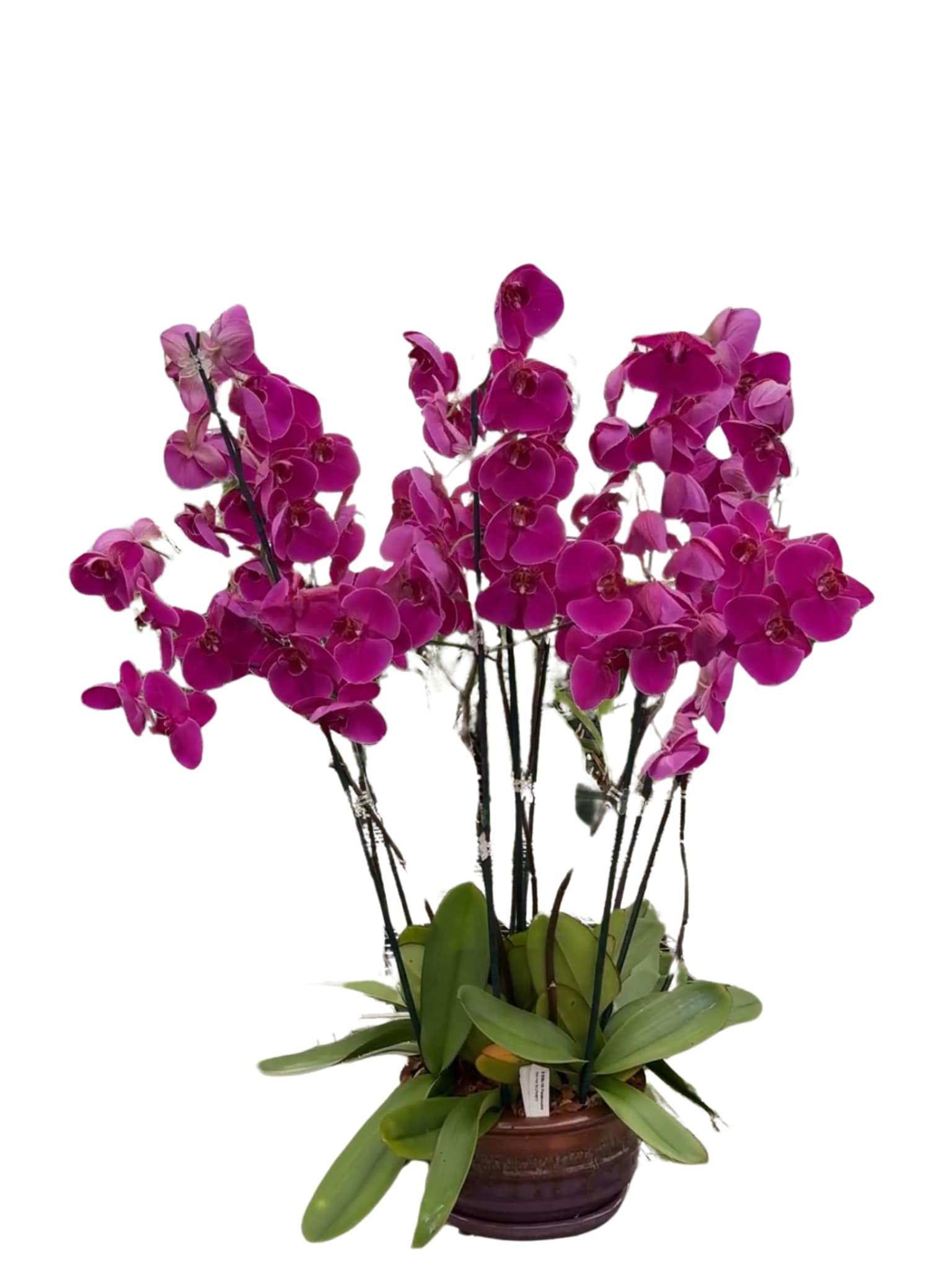 Orquids overload  - Purple Orquids arrangement made with the Orquids plants for a long lasting love. The orquids are 3 feet tall making this one a very impressive arrangement. Also available in multiple colors. Vase may vary. Includes 6 plants. 