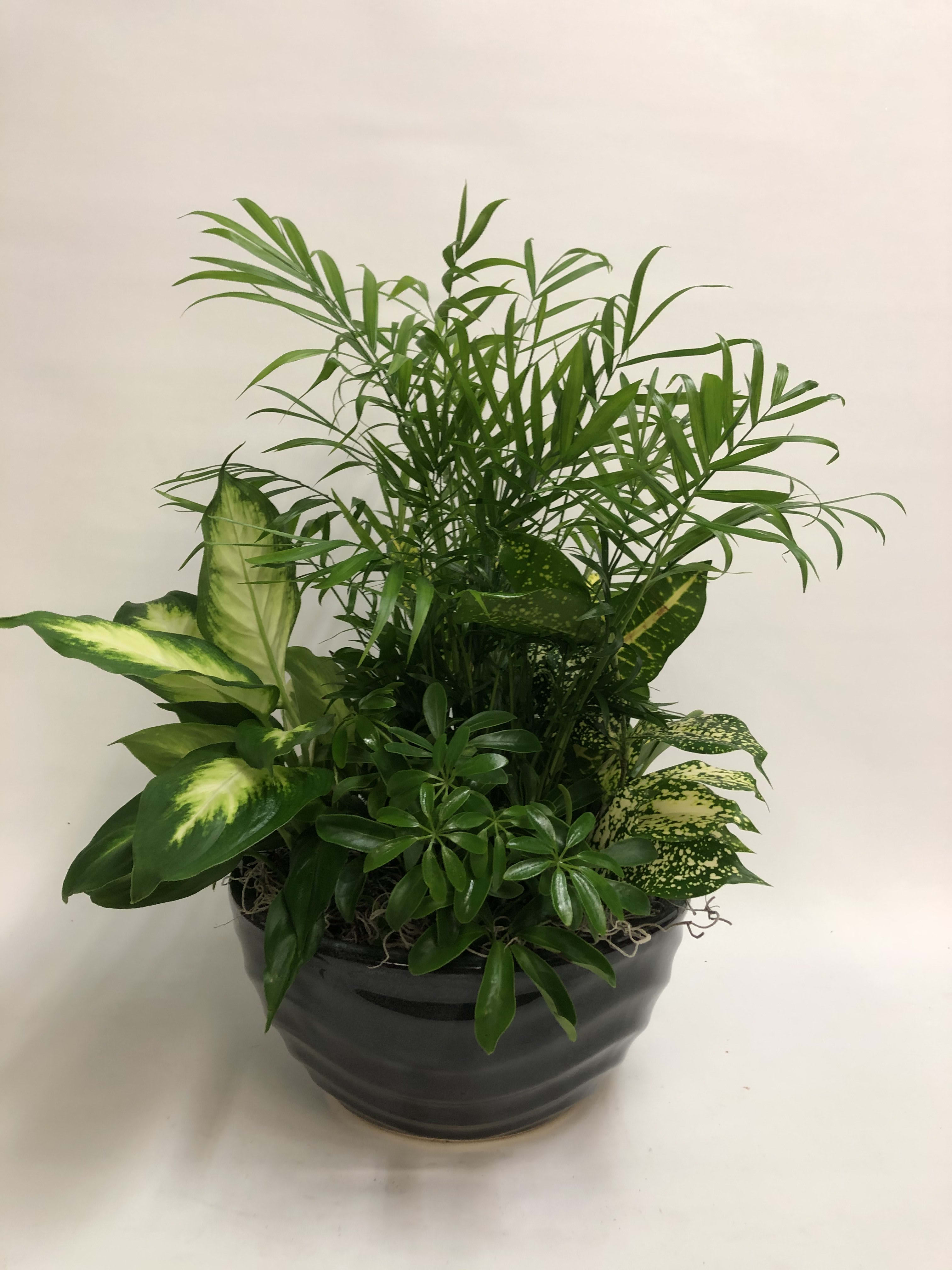 Classic Ceramic Dishgarden - A nice selection of indoor plants in a classic ceramic container. 