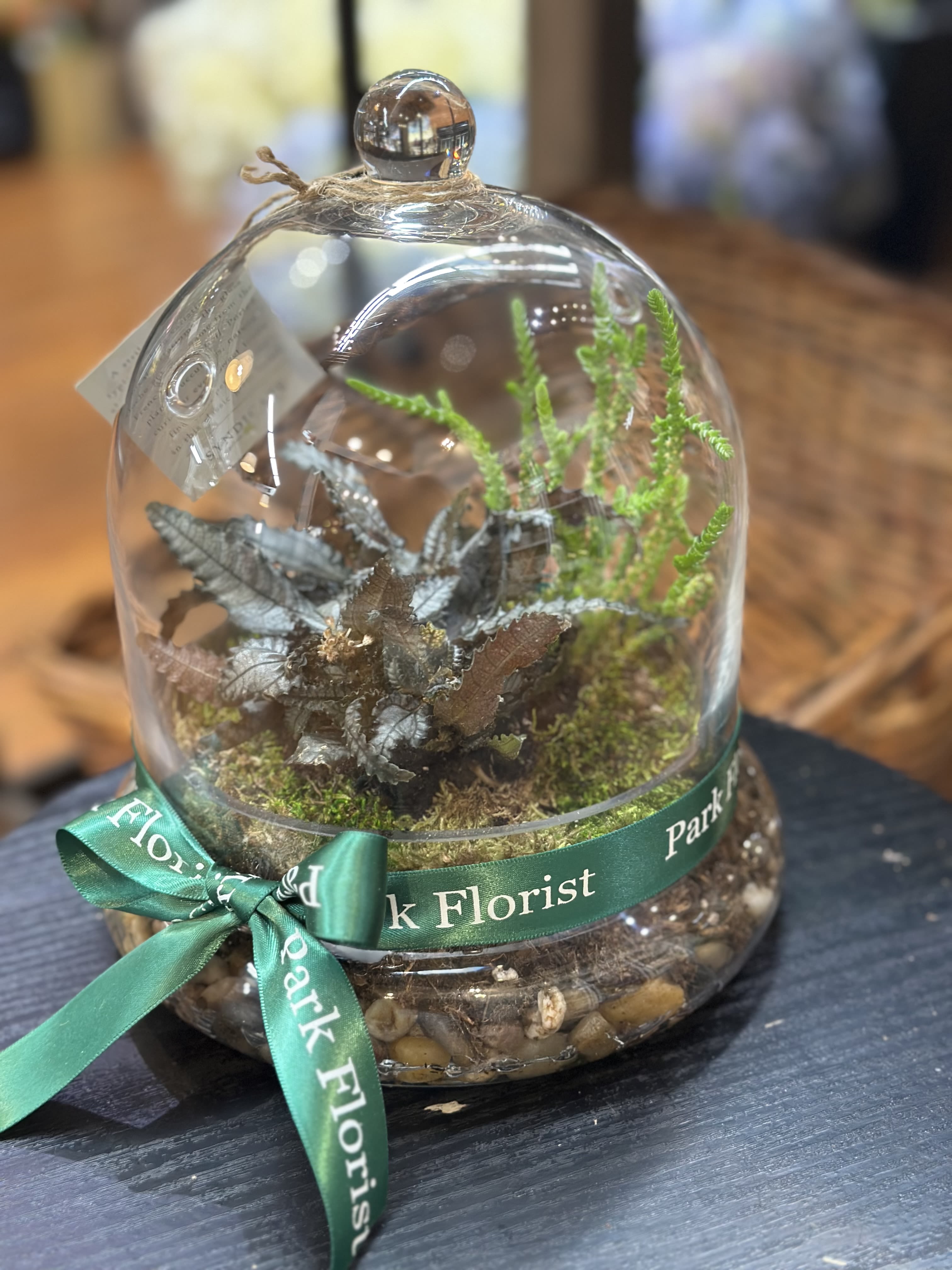 Enchanted Bell Terrarium - An elegant arrangement of sculptural succulents nestled beneath a clear bell-shaped glass. This magical, self-contained garden brings quiet beauty and lasting charm to any space.