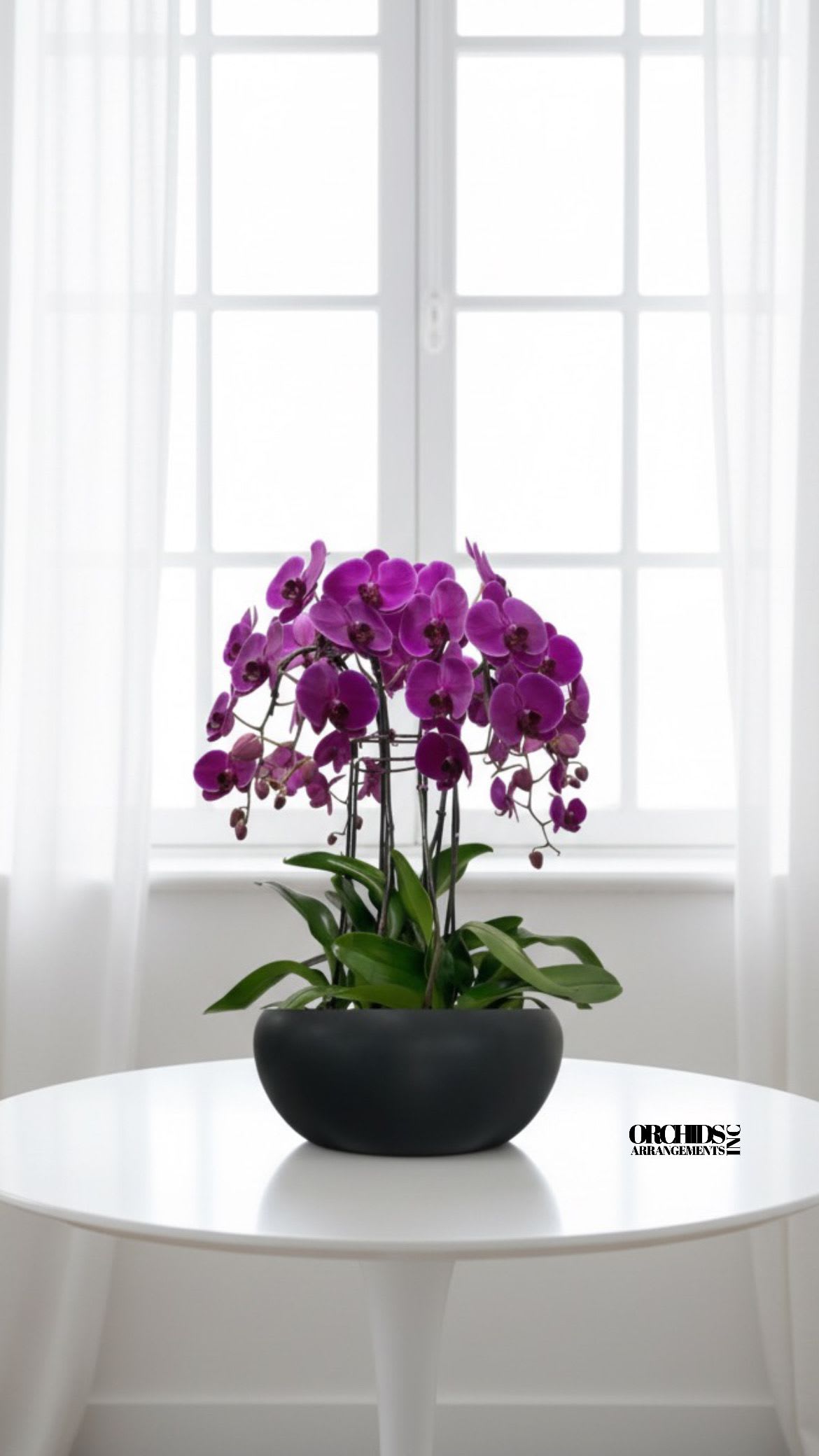 Purple Flower Same Day - A high quality Thirteen purple orchids arrangement with a vase 15" D X 7" T. An orchids arrangement deliver for any occasion design with fresh natural real beautiful Phalaenopsis cascade orchids plants minimalist decor.
