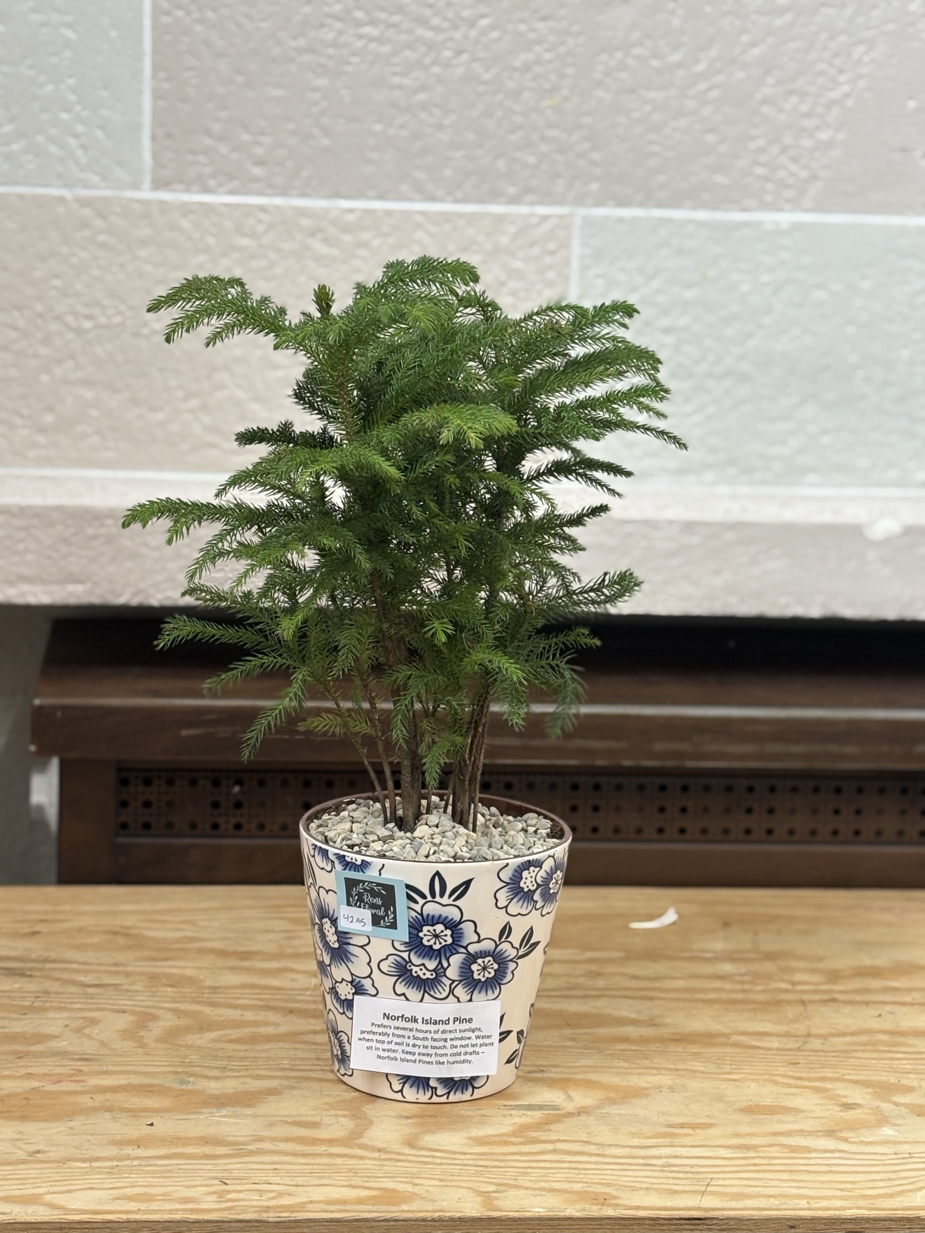 6" Pine in Ceramic Pot  - A 6" pine planted in a flower patterned ceramic pot. 