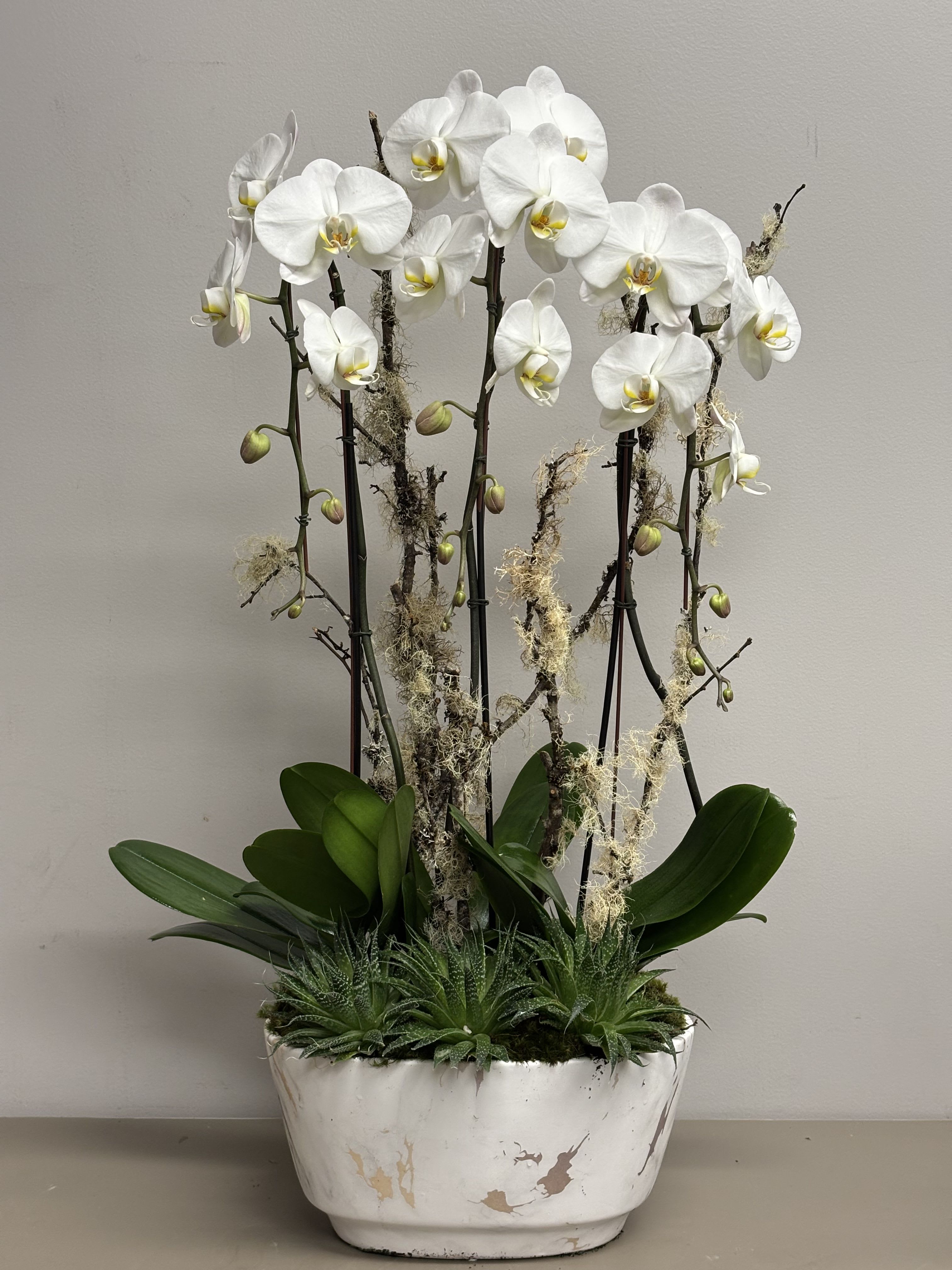 Classic Orchid Beauty - Beautiful arrangement of 3 white cascading Orchids in ivory ceramic container with succulents, moss and branches.