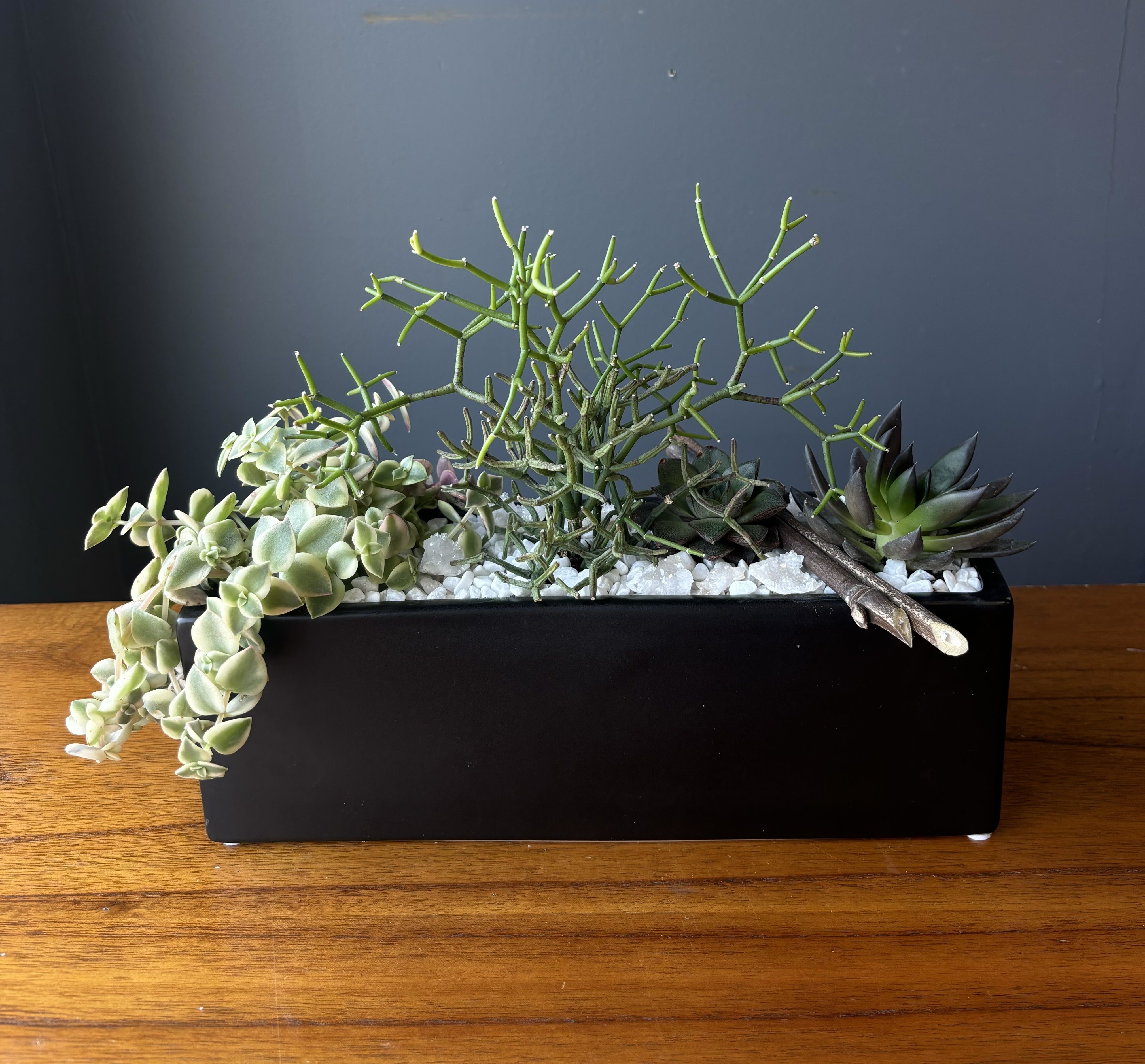 Succulent Planter - Succulents in varying sizes and height arranged in a black, ceramic rectangle container. 