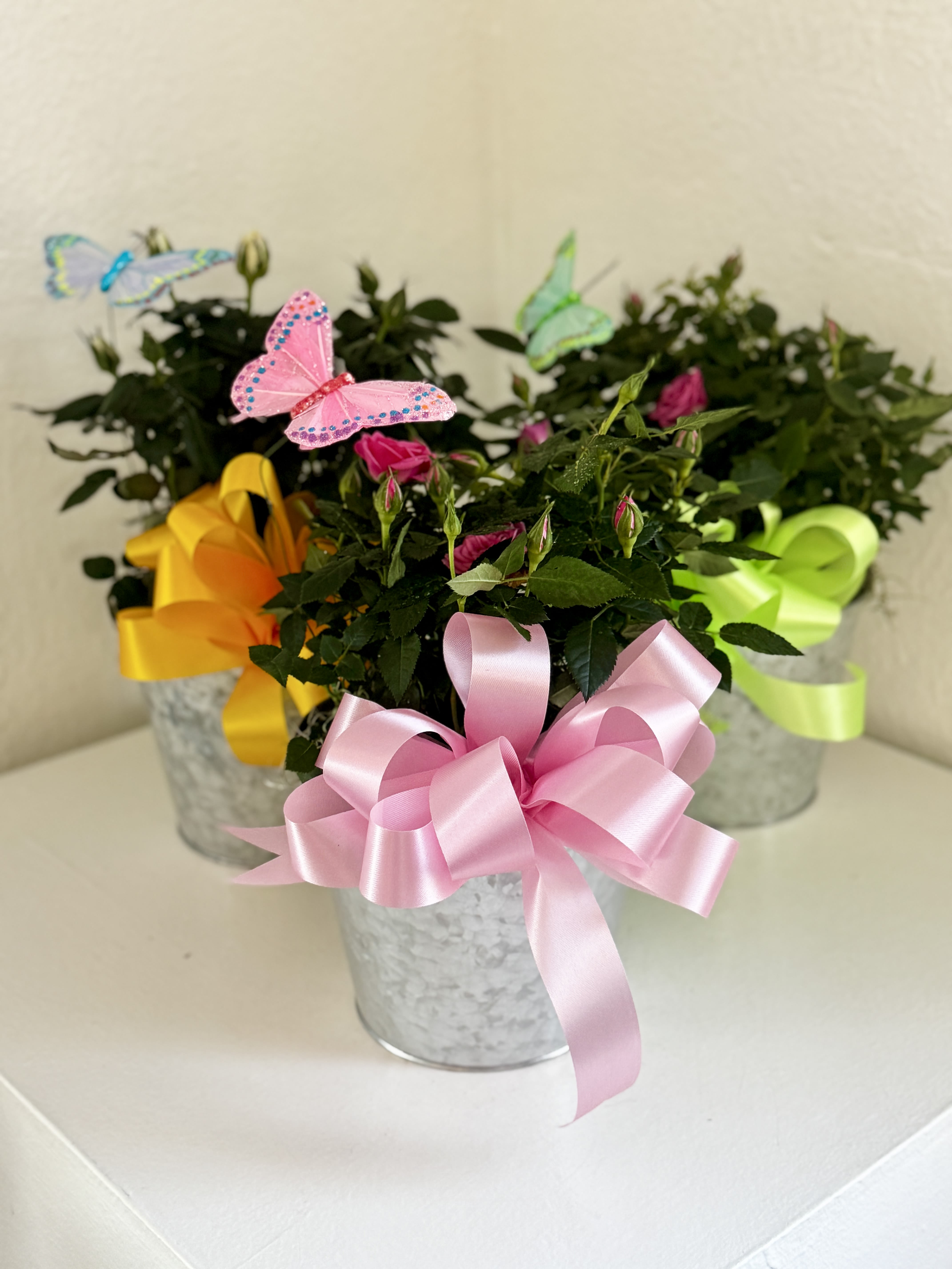 Mini Rose Plant - Give the gift that will keep giving! This adorable 6 inch plant is the perfect gift for the gardener, plant lover, or admirer of beauty! Adorned with a colorful bow and butterfly. **COLOR MAY VARY**