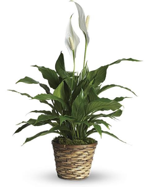Peace Lily  - Standard 6inch, Deluxe 8inch, and Premium 10inch.   Price includes wicker basket. Container upgrades are available upon request.  Please call the store for these upgrades. 812-682-5027