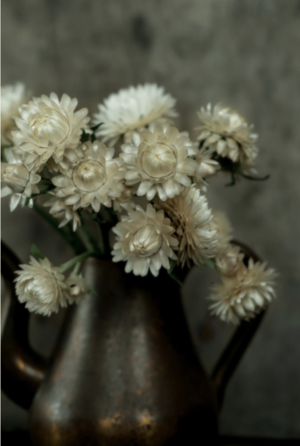 Helichrysum, Strawflower Vintage White in Vintage Kettle (under premium) - Dried Strawflower Vintage White and other colors available and vintage kettle available for purchase in premium.   Purchase standard for 5 stems in white only Purchase deluxe for 10 stems deluxe in different colors only Purchase premium for 10 stems with vintage kettle pot in different color stems