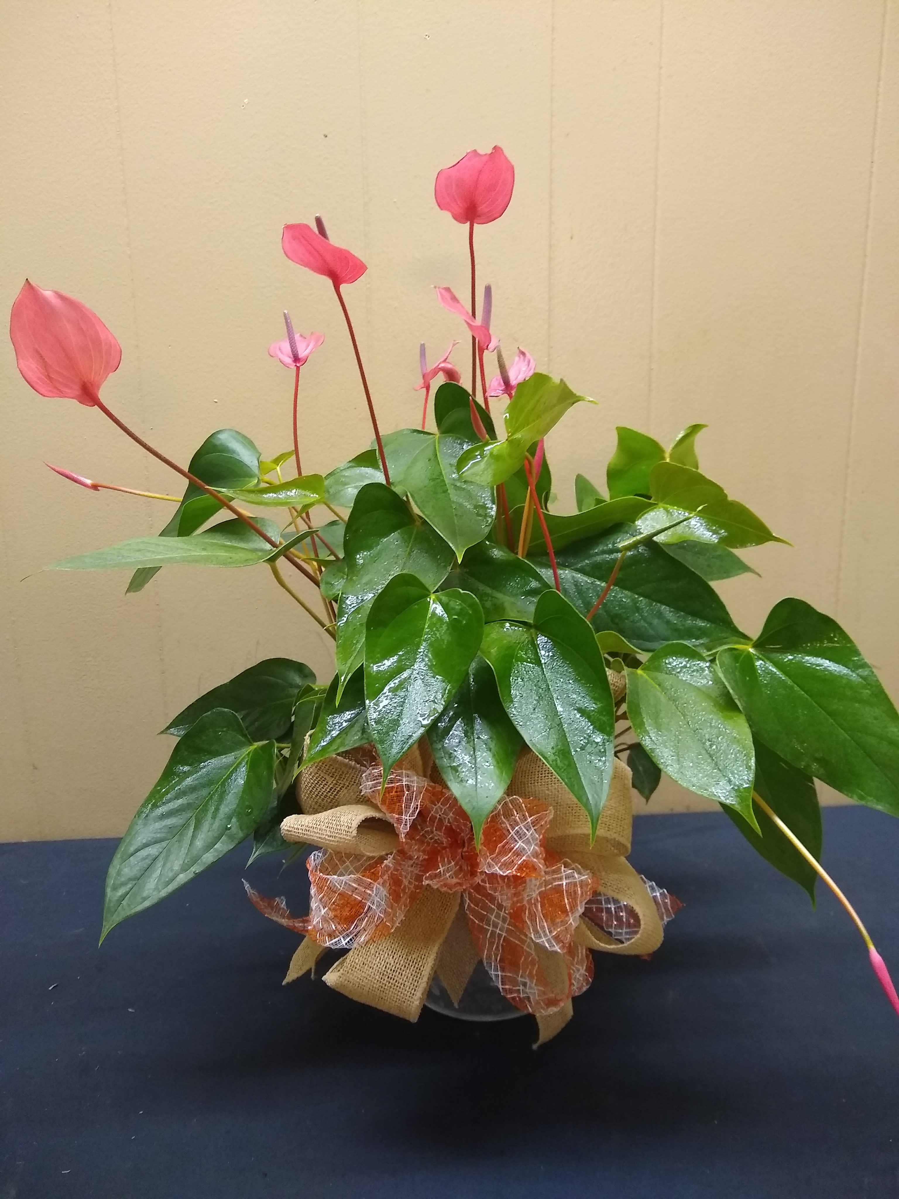 Anthurium Plant - Send a unique Antherium. Beautiful  blooms pop out of the top of the lovely green leaves. 6inch Pot. Bloom color may vary. Usually a shade of red or pink
