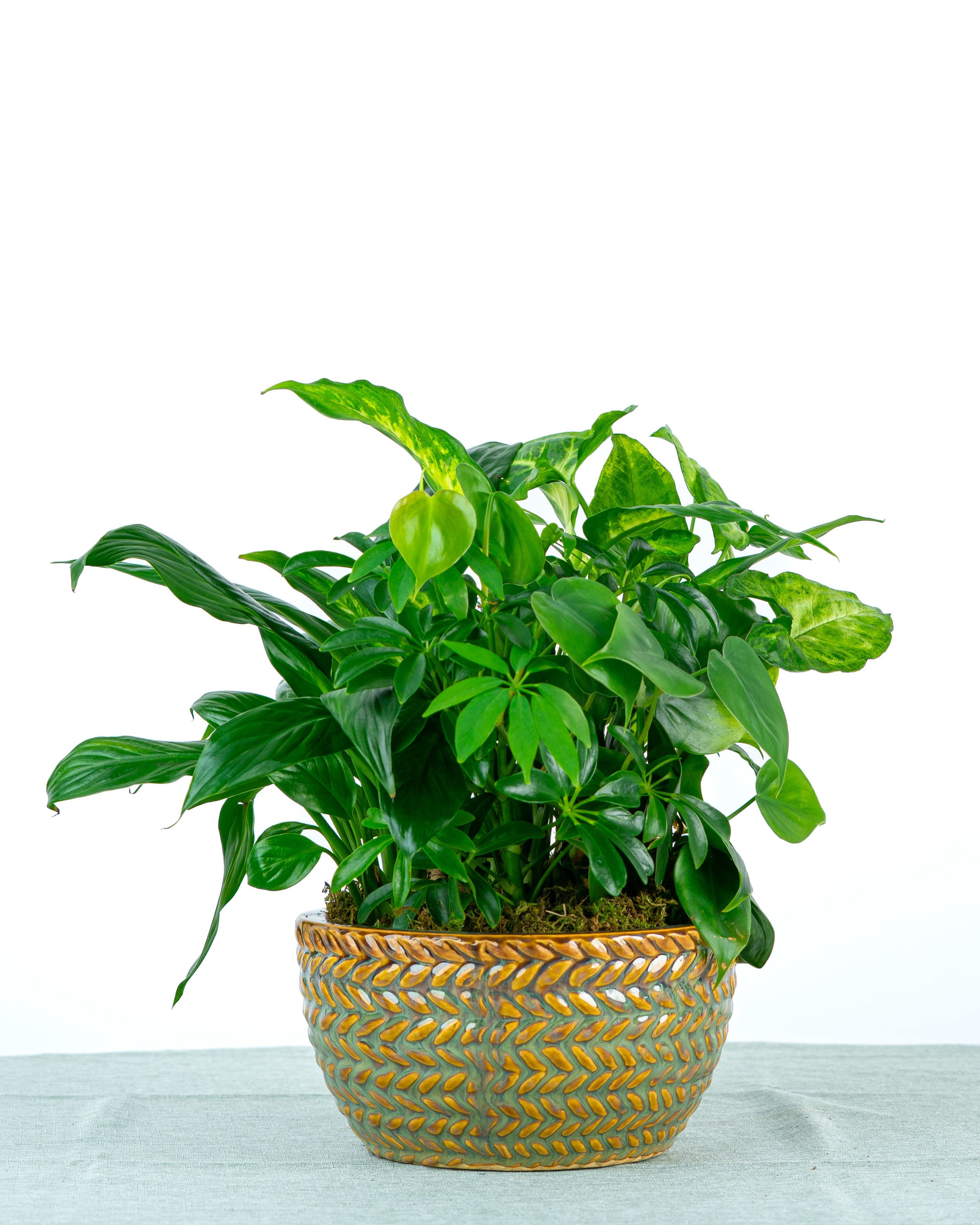 Our Alexander Dish Garden - A sweet and simple collection of green plants arranged in a compact container. Our Alexander Dish Garden is a thoughtful gesture for celebrations or easy accent for home or office spaces. Specific plant varieties and containers are subject to change based on weekly supplier availability. This size rarely includes a peace lily.
