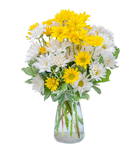 Dazed Daisies - A clear glass vase overflowing with yellow and white daisy chrysanthemums and accented with pittosporum. A bright and cheery selection for any occasion! Approximately 15"H X 9"W As Shown : TMF-151