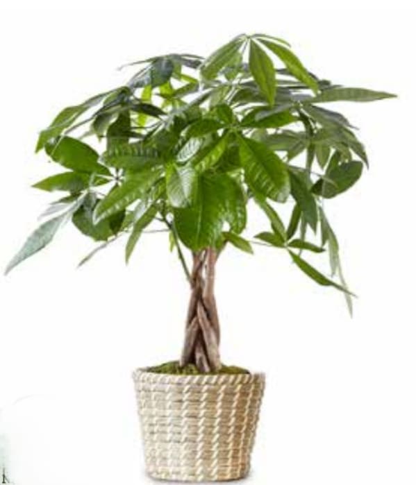 Money Tree by BloomNation™ - Send good fortune with the Money Tree by BloomNation™. A hardy plant that can live in low light will make even the most amateur gardeners feel good. APPROXIMATE DIMENSIONS: 6'' W x 19" H  
