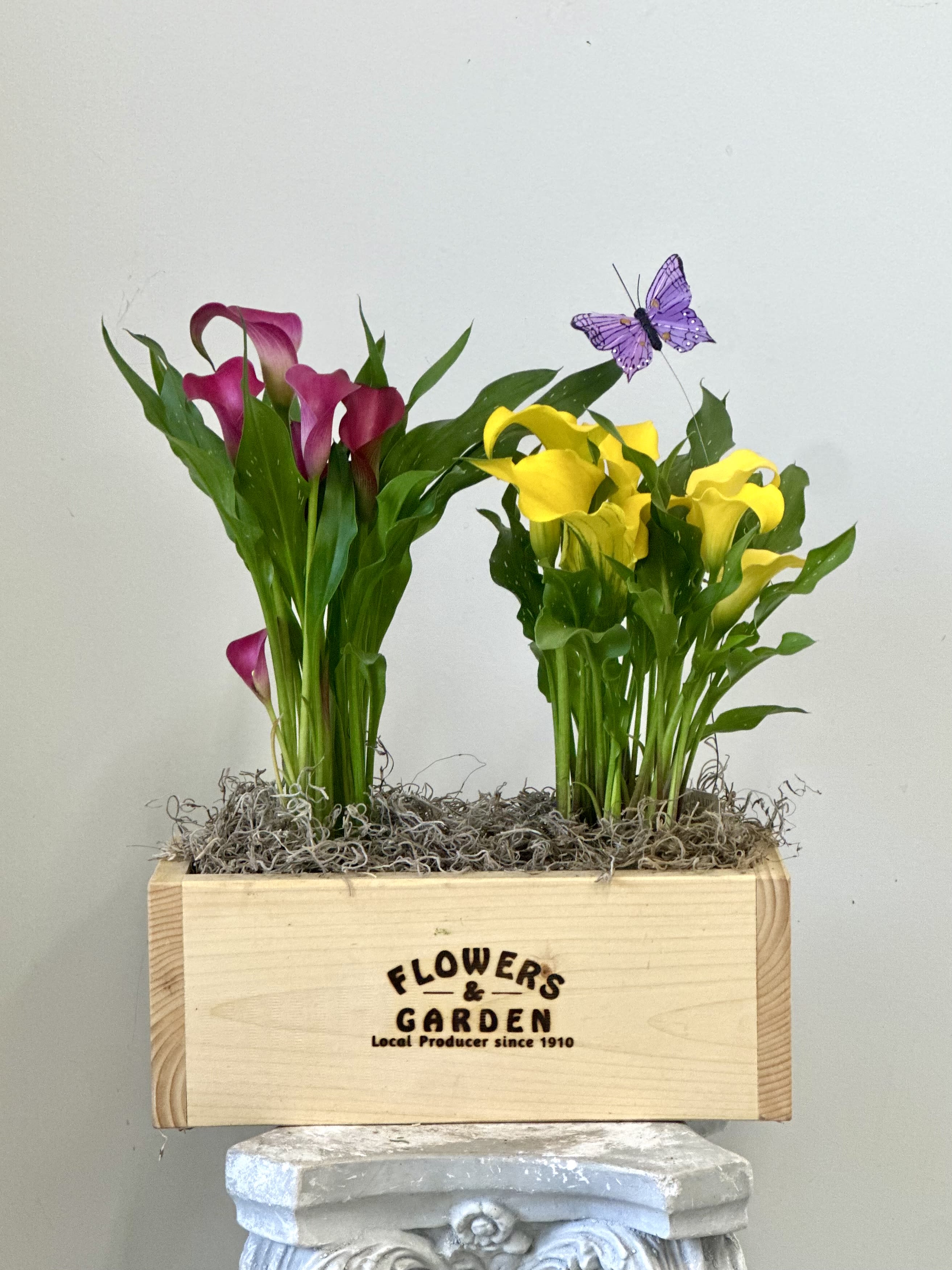 Calla Lily Garden Bounty Box by Westford Florist Floral Art by Veny - Elevate your home with the enchanting Calla Lily Garden Bounty Box by Westford Florist Floral Art by Veny! This gorgeous arrangement showcases elegant calla lily plants perfectly nestled in a charming wooden box, creating a delightful centerpiece that instantly brightens any space. Accented with soft moss and whimsical butterflies, each detail has been lovingly crafted to bring a touch of nature right into your living room. Whether you’re treating yourself or surprising someone special, this garden-in-a-box is sure to spread smiles and sprinkle joy around every corner! Get ready to revitalize your decor with this stunning floral treasure! 