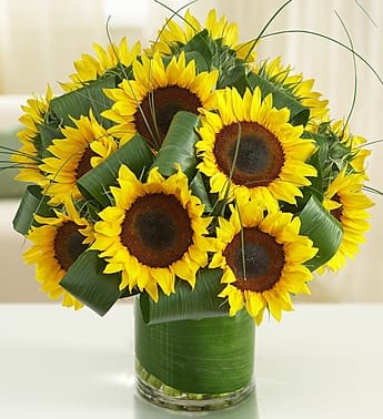 Sun-Sational Sunflowers - Put a bright smile on their face with our fresh sunflower bouquet! This gorgeous arrangement is beaming with vibrant yellow sunflowers and accented with delicately folded aspidistra leaves for a unique and stylish touch. Set in a clear glass vase, it makes a charming party centerpiece, birthday gift or pick-me-up on a less-than-sunny day. Fresh bouquet of yellow sunflowers, folded aspidistra leaves and bear grass Arrives in a clear glass cylinder vase; measures 6"H Our florists select the freshest flowers available so colors and varieties may vary