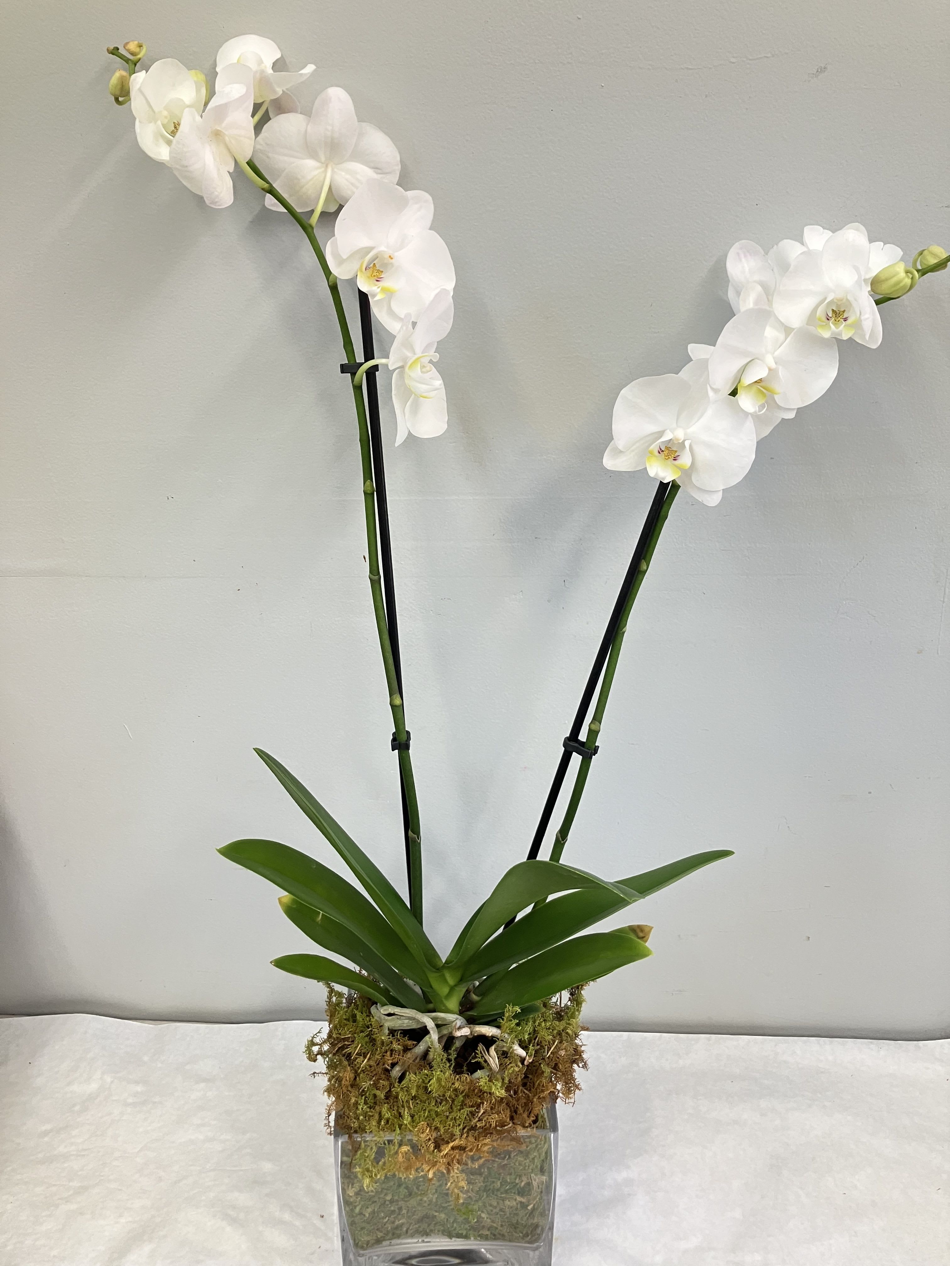 White Orchid  - A beautiful and classic double stem white orchid in a modern glass cube. Perfect for all occasions, bring it as a housewarming gift, a birthday, or anything in-between.