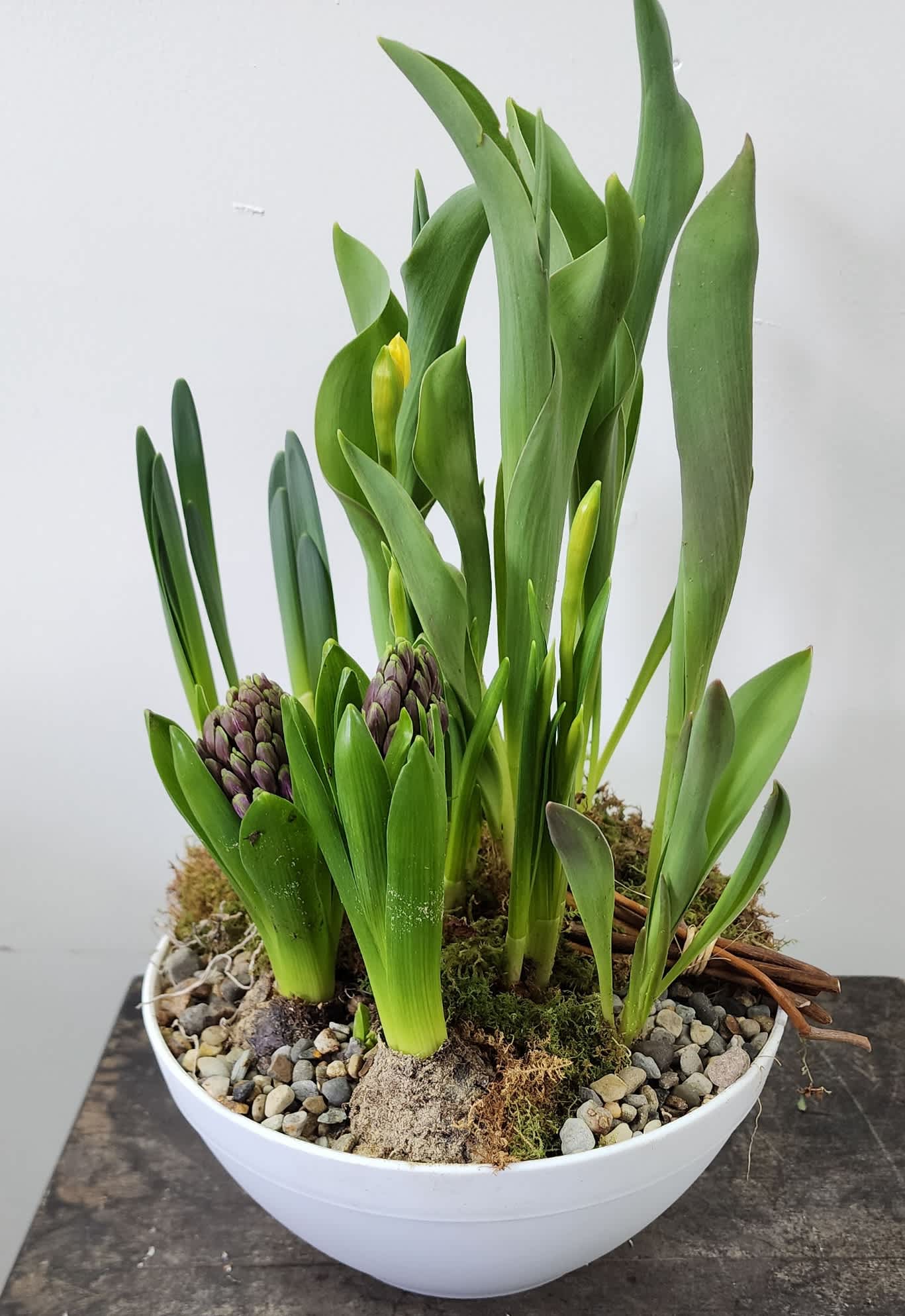 Spring Bulb Garden - Spring bulbs bring joy and a beautiful pop of color. Our bulb gardens are long lasting and fragrant. Perfect for any occasion and to beautify any space. 