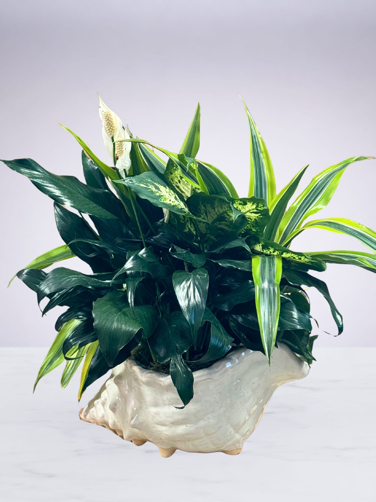 Coastal Shell Planter  - A lush mix of green plants arranged in a charming conch shell ceramic. A perfect accent for coastal décor or a thoughtful gift.